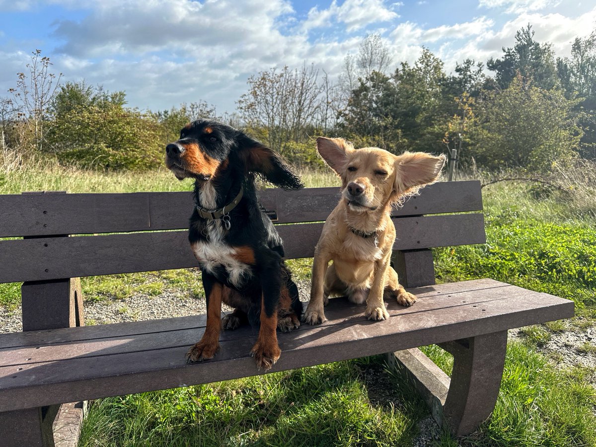 Olly and River the Working Cocker Spaniels tweet media