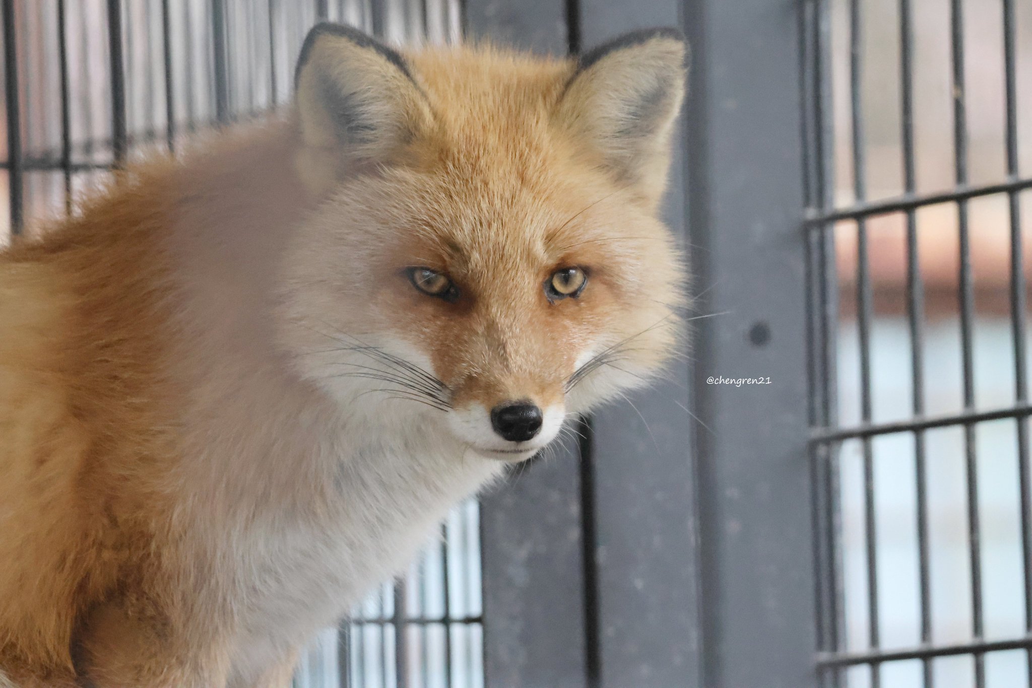 能面　狐　犬 Cheng-Ren🦊🐺 on X: 