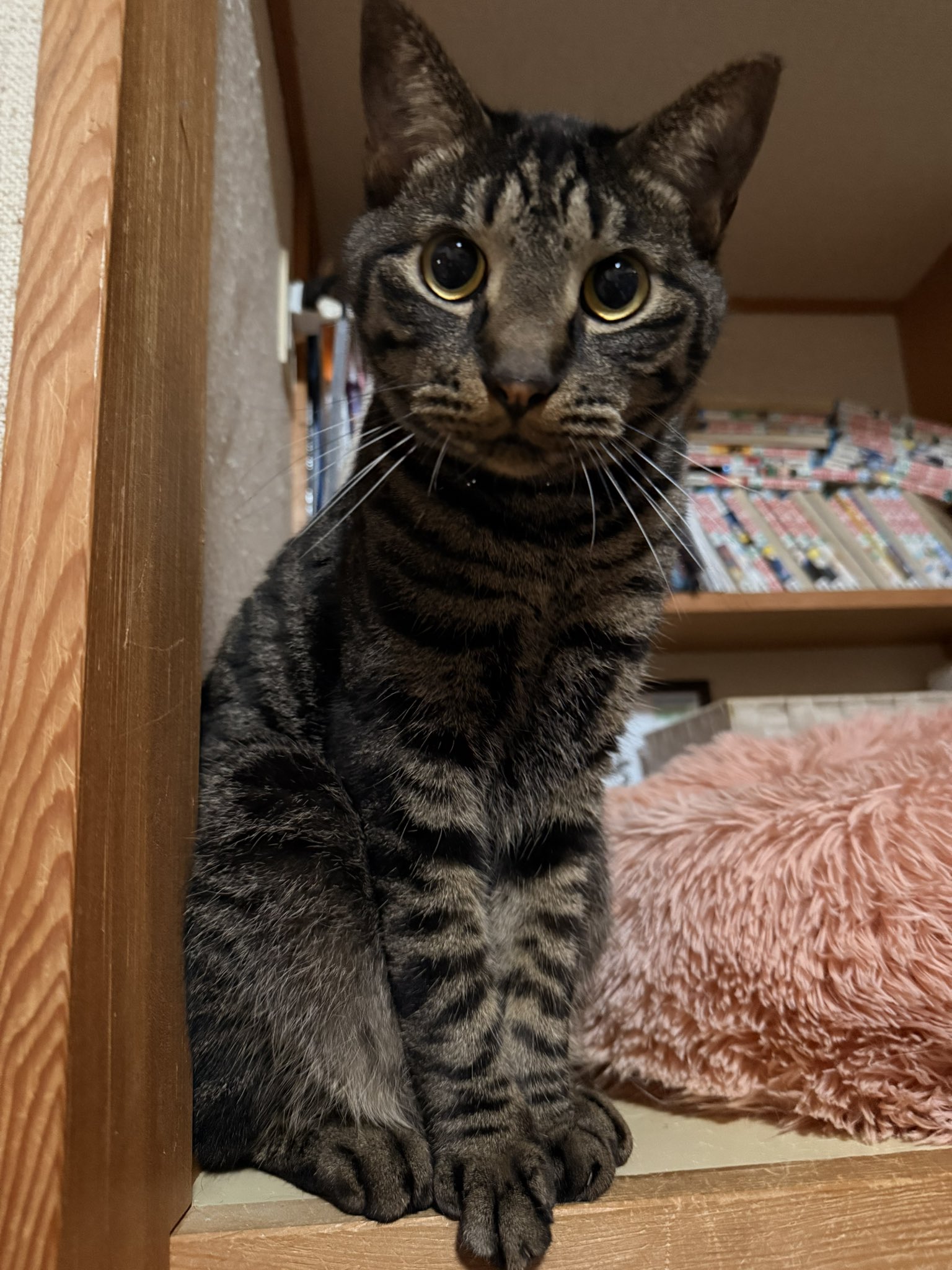 どこかの猫好き様　専用 Catlog®︎に子猫様に特化した『子猫専用モード』が新登場！子猫