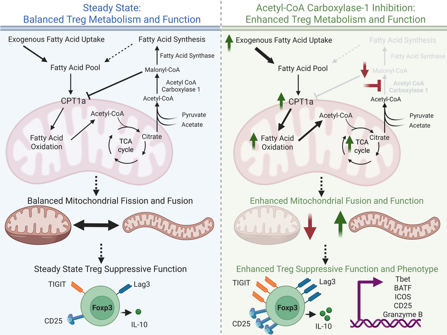 📢Last weeks #immunometabolism discoveries <a href="/Bims_BiomedNews/">Bims: Biomed News</a> ⬇️⬇️⬇️

biomed.news/bims-imicid/20…

Highlight:
Acetyl-CoA carboxylase-1 inhibition increases regulatory T-cell metabolism and graft-vs-host disease treatment efficacy via mitochondrial fusion