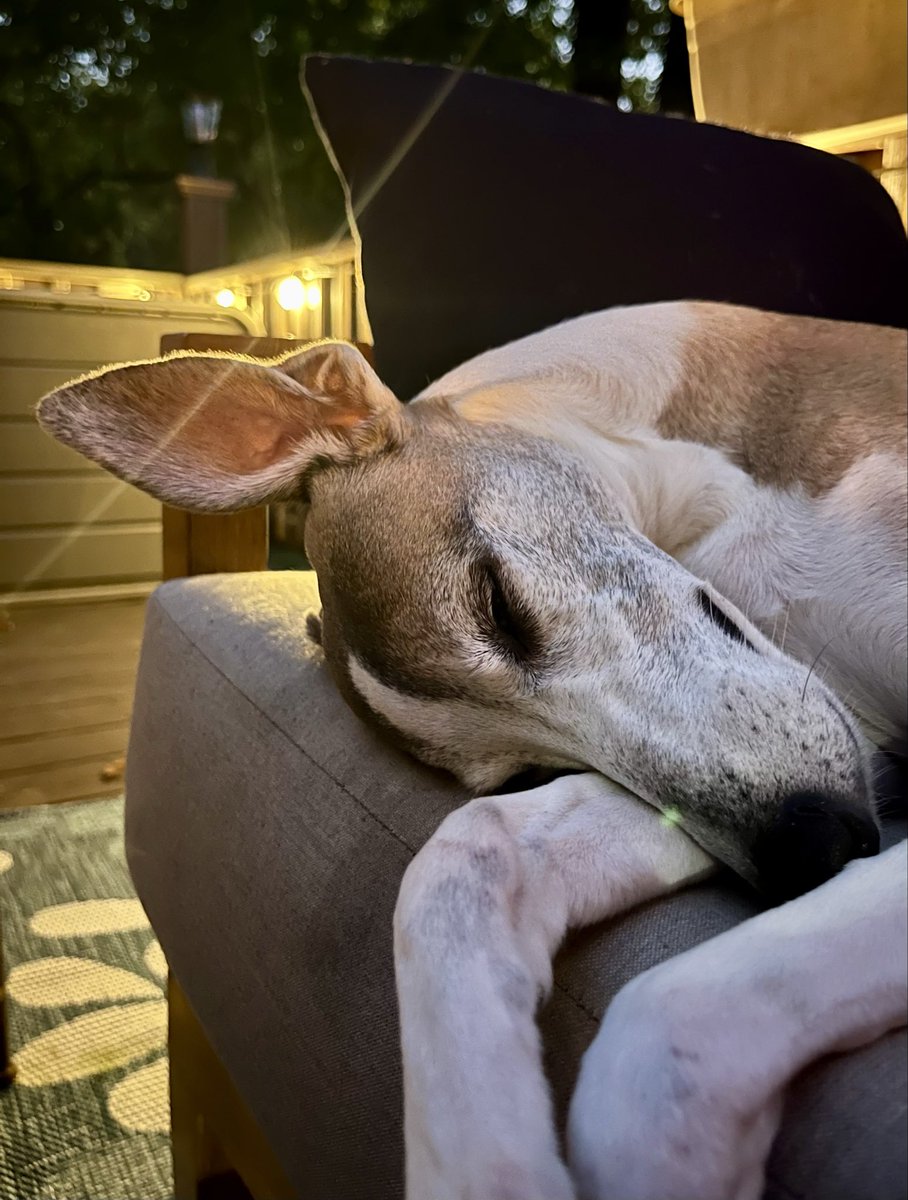 CoraTheWhippet's tweet photo. We had people over last night. 

I fell asleep before they left. 🤣 https://t.co/hd6VsXlbsI