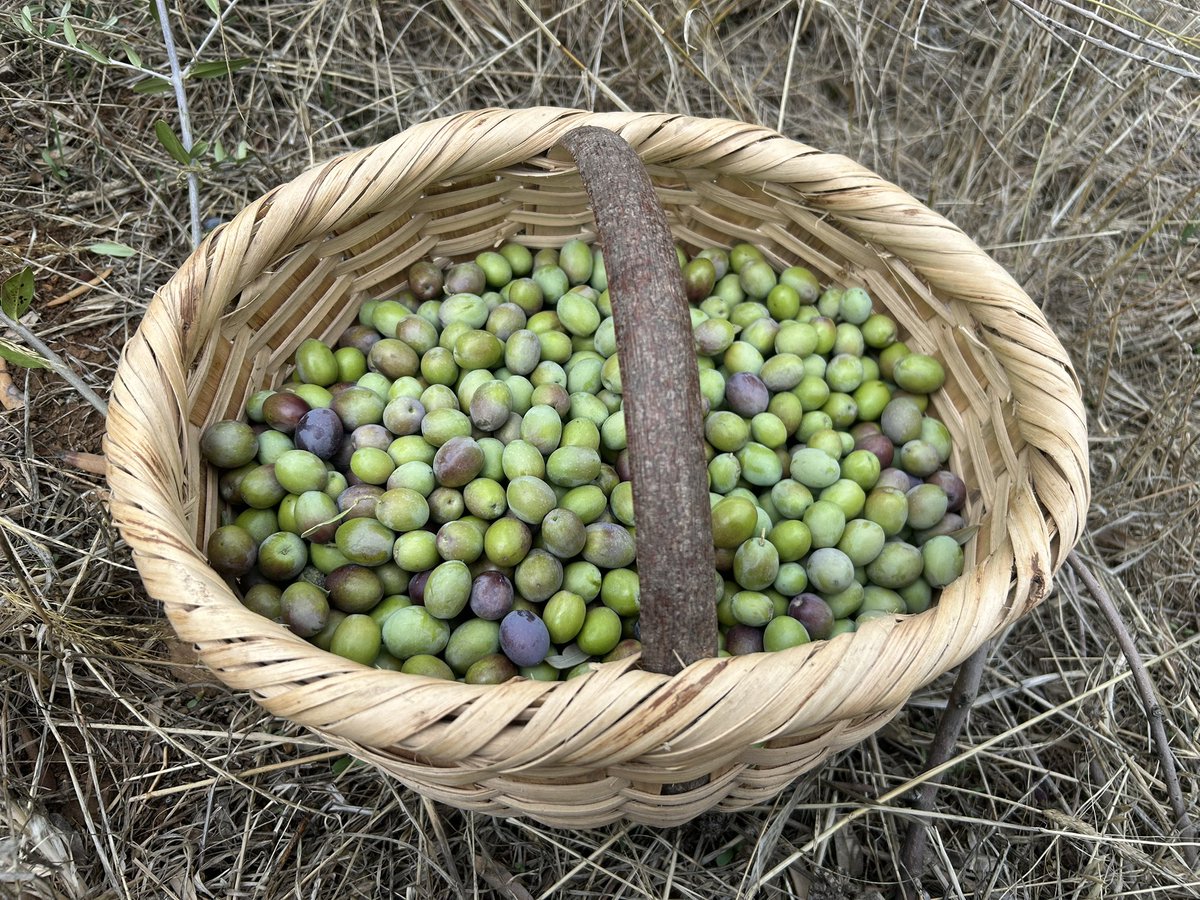 Zeytin workshopuna bekleriz. Çay kahve ikram. Katılım ücreti 2000 tl 😌