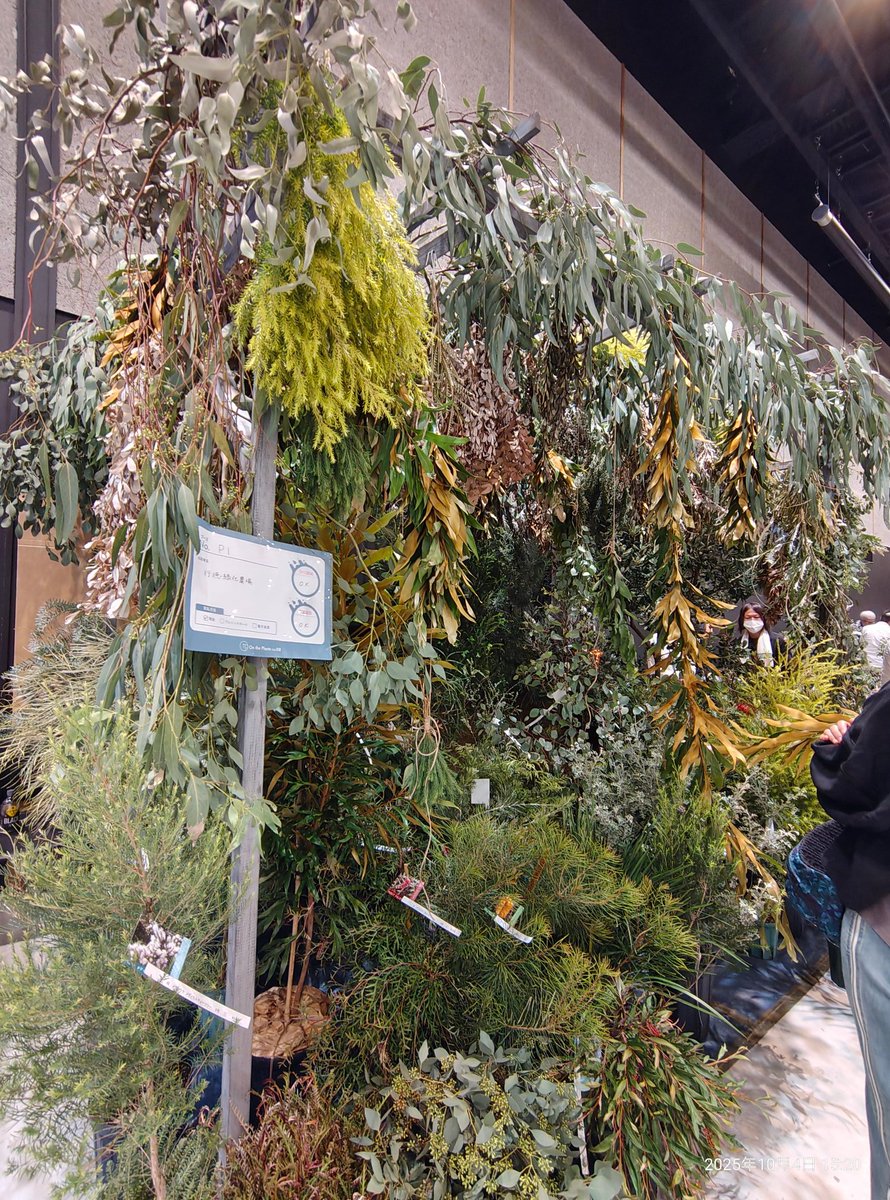 MsOctpassy's tweet photo. オンプラレポ(7/7)
多肉、サボテン、蘭、観葉植物、爬虫類、カエル、熱帯魚、7色に輝くクワガタを売ってるブースと見所沢山で書ききれん！
面白かったのがダンゴ虫やワラジムシに特化したワラダンキングダムさん、屋外に生息する羽のない巨大なGを見られた、めちゃビビリましたが（笑）
#オンプラ2025 https://t.co/Xp9X4zSU50