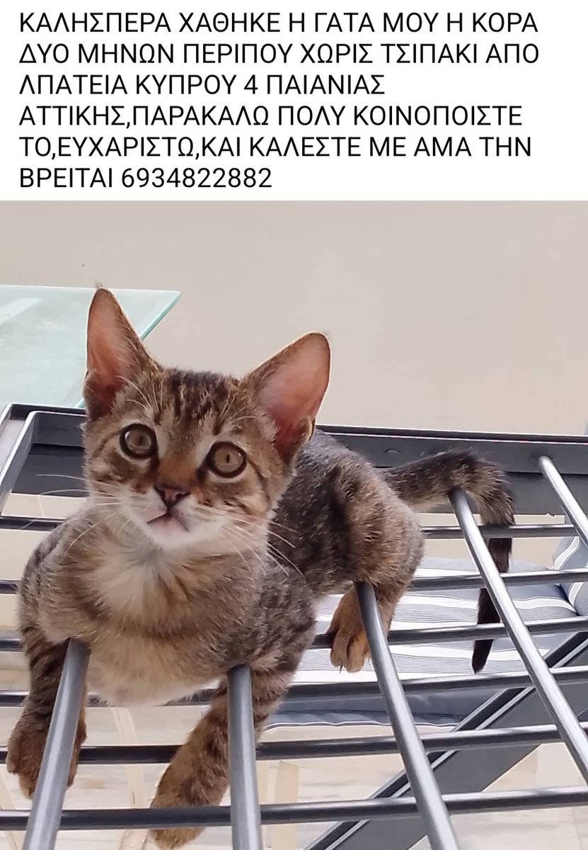 KatKatPt's tweet photo. 🆘️🆘️🆘️
Χάθηκε η Κορα 2 μηνών περίπου χωρίς τσιπ απο Πλατεία Κύπρου 4 Παιανία 
Αν κάποιος την εντοπίσει να καλέσει άμεσα στο τηλ 
Rt 🙏 🙏 🙏 https://t.co/cfj1hh3kHa