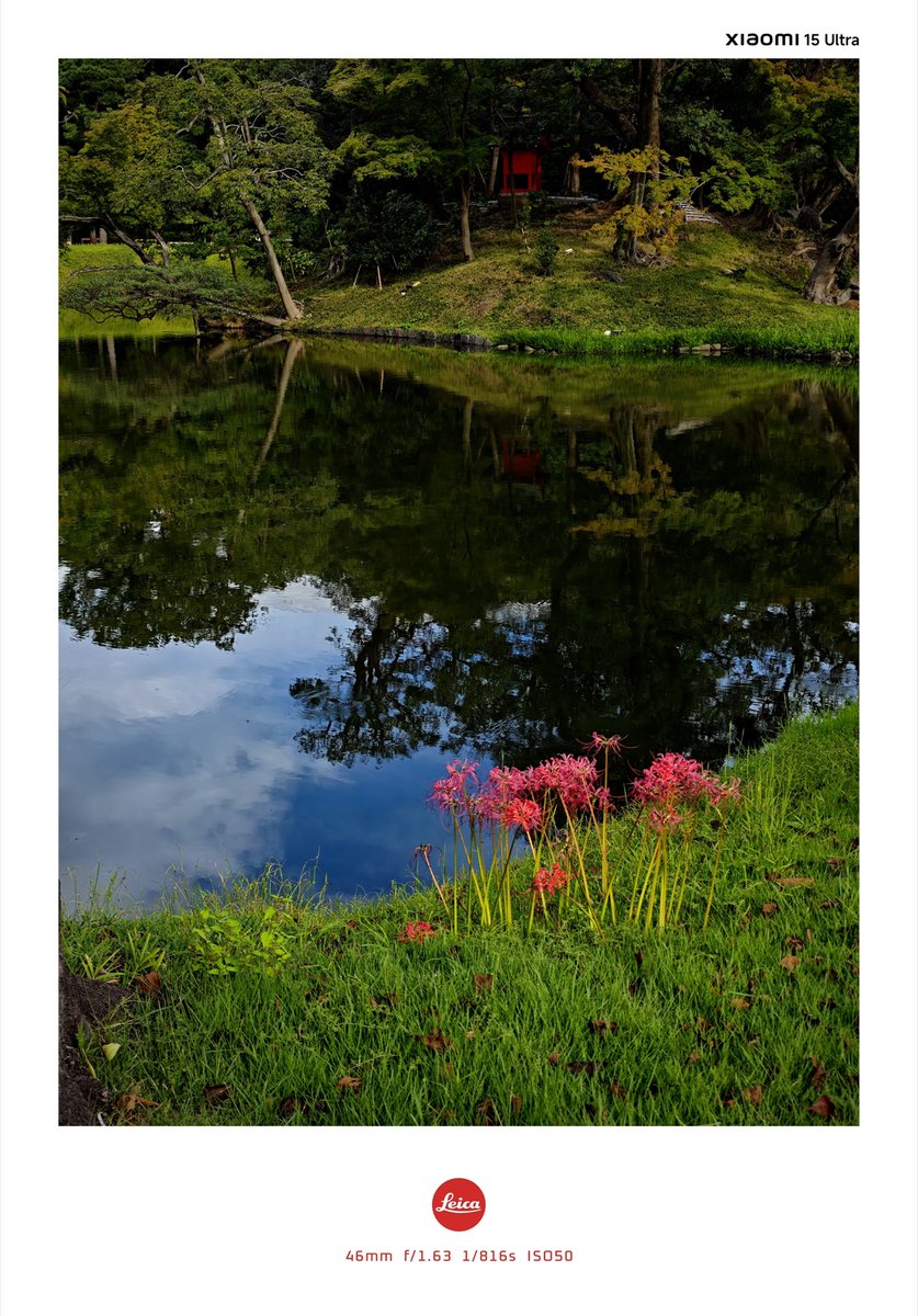 yuukicamera's tweet photo. 10/2 小石川後楽園
彼岸花
#Xiaomi15Ultra https://t.co/59NHiw4GtS