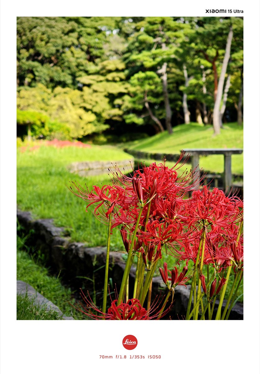 10/2 小石川後楽園
彼岸花
#Xiaomi15Ultra