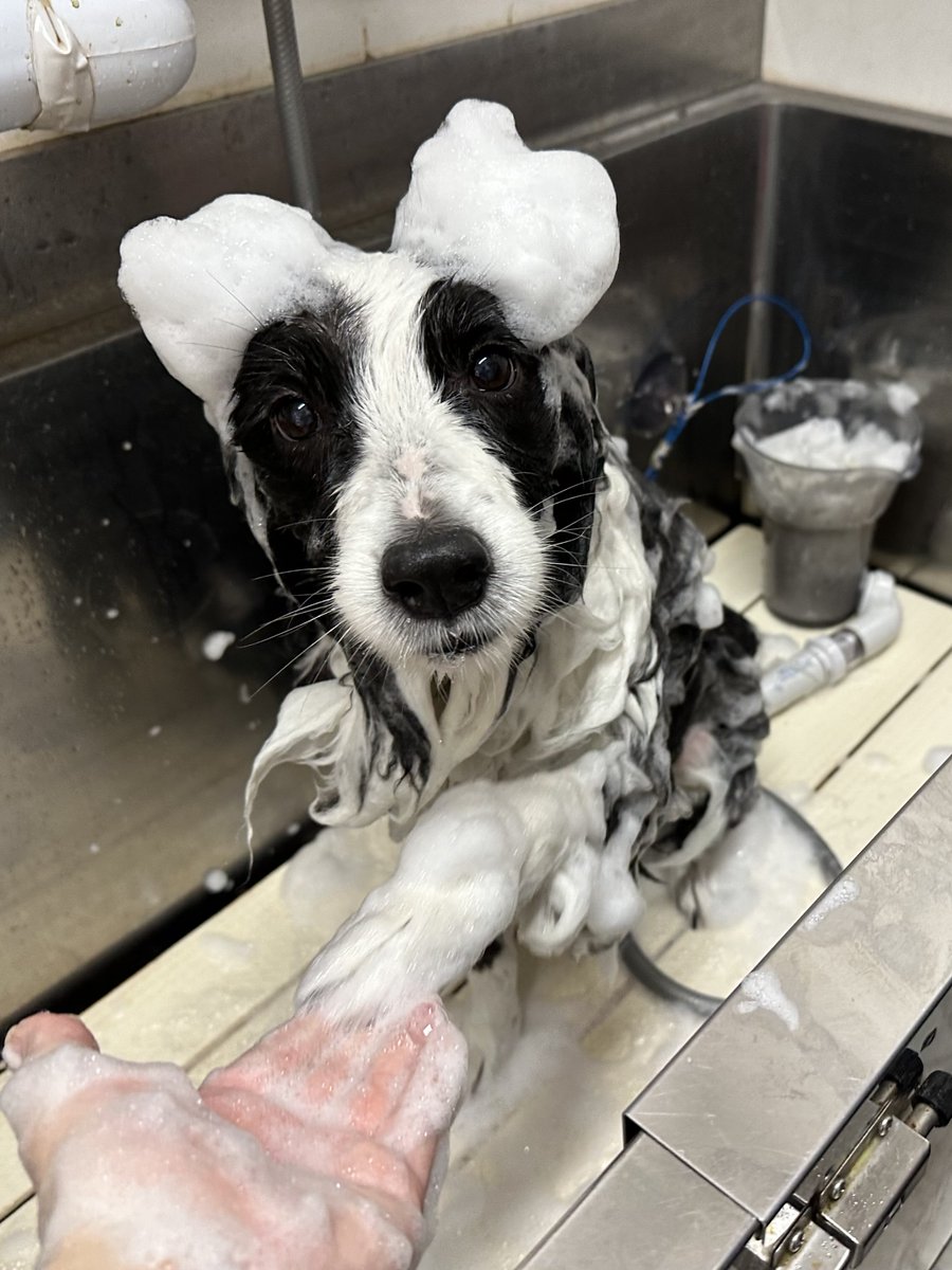 Siva_and_Kuroe's tweet image. にゅーよくしーん🎬
#ボーダーコリー #bordercollie #シニア犬