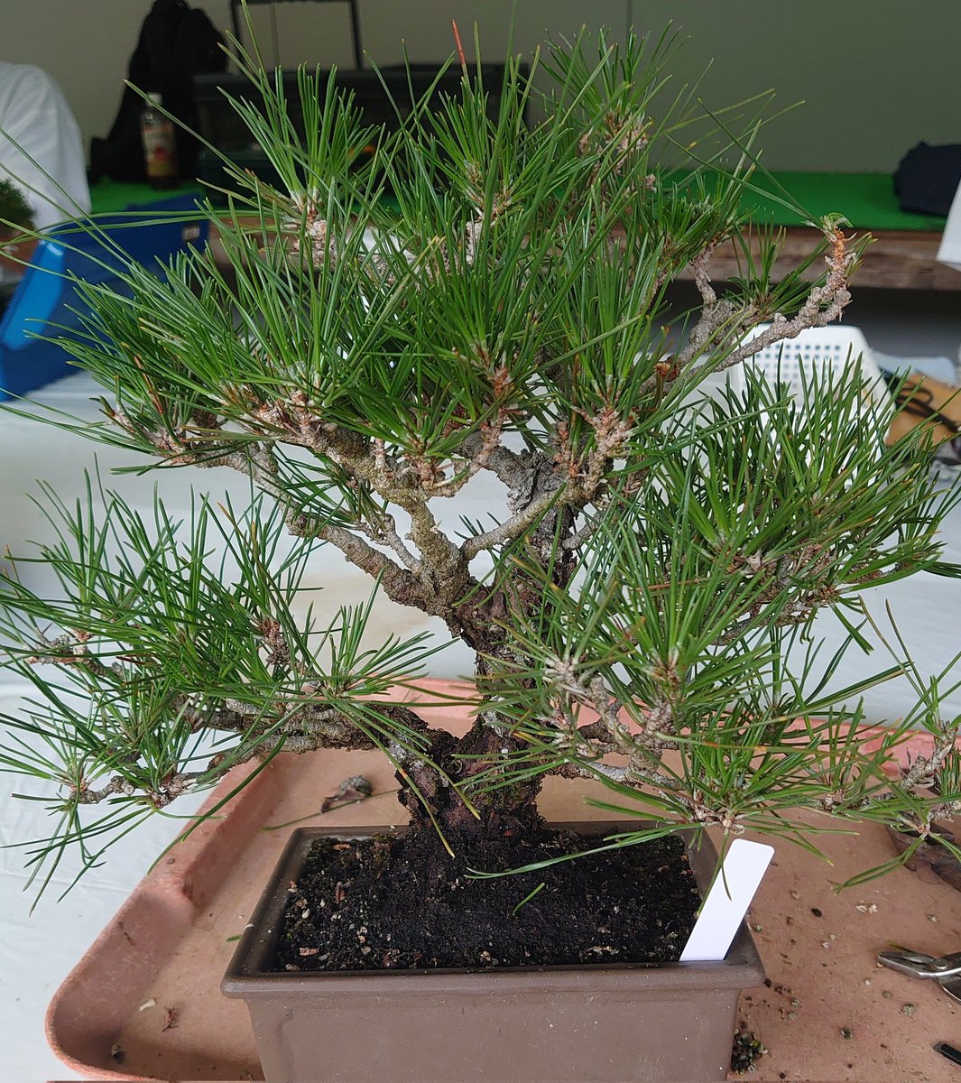 気になる盆栽ございましたらコメントお願いします 304 園芸店で、買った物を、ミニ盆栽にします。 【ミニ盆栽