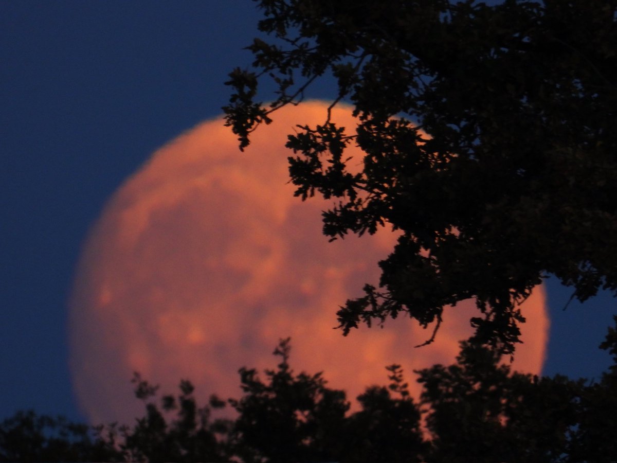 FunkyAppleTree's tweet image. The next #fullMoon will be Hunter's Moon on Tuesday 7th October. It'll be the biggest & brightest full Moon of the year - the first of three consecutive SUPERMOONS in late 2025. Here's the big beauty in 2022! @StormHour @ThePhotoHour @skyatnightmag #LoveUKWeather #HunterSuperMoon