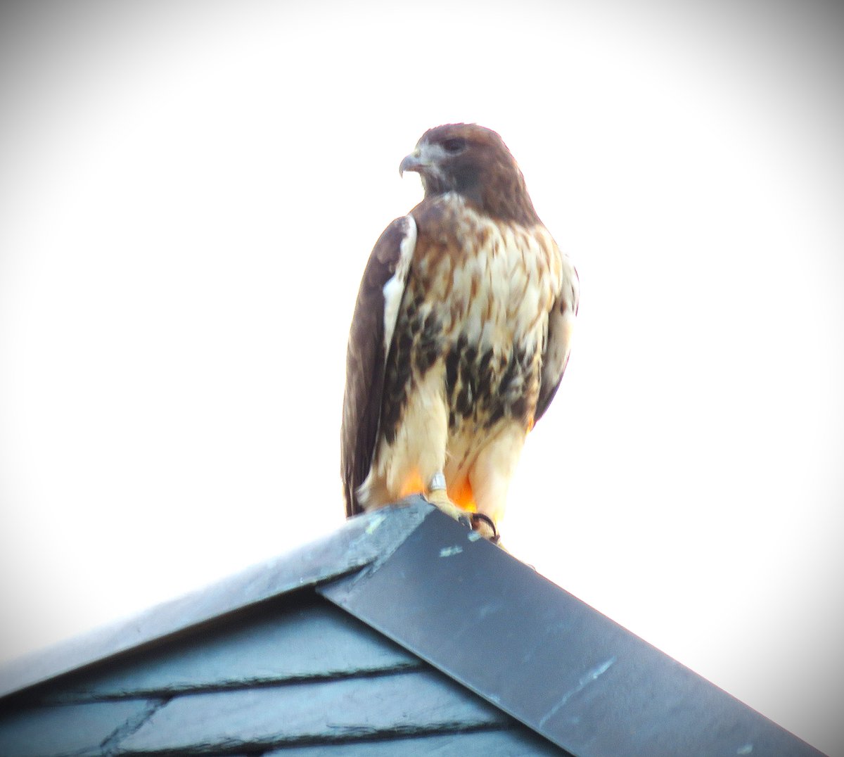 10/4   BR spotted on Klarman Hall watching over a busy Homecoming weekend in CornellHawks Land. 

The molt continues as BR is gaining new feathers daily!

Gorgeous views of BR courtesy of BOGS Suzanne and woodg.