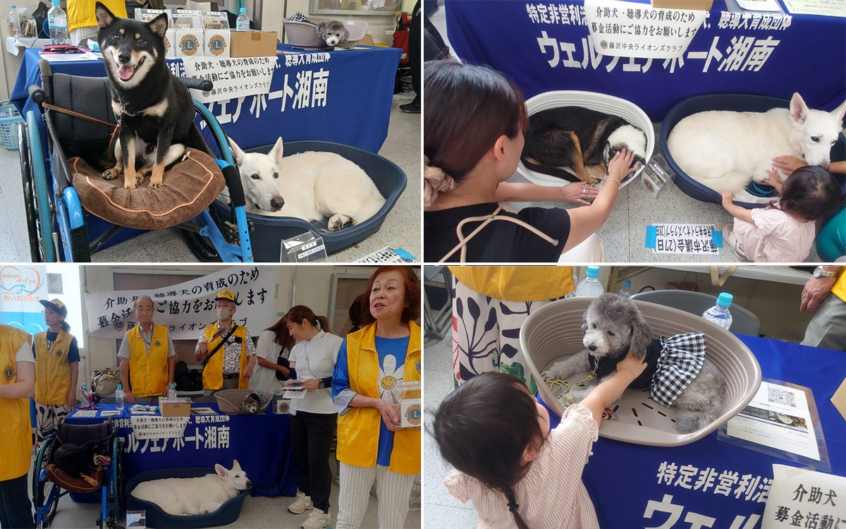 WPS_serviceDOG's tweet photo. 9/28（日）に開催された「藤沢市民まつり」では、藤沢中央ライオンズクラブ様とともに募金活動および犬とのふれあい活動を行いました。 
また、「湘南辻堂四季まつり2025秋」では、湘南藤沢徳洲会病院様とともに犬とのふれあい活動を実施しました。 https://t.co/E5AKhC3q2t