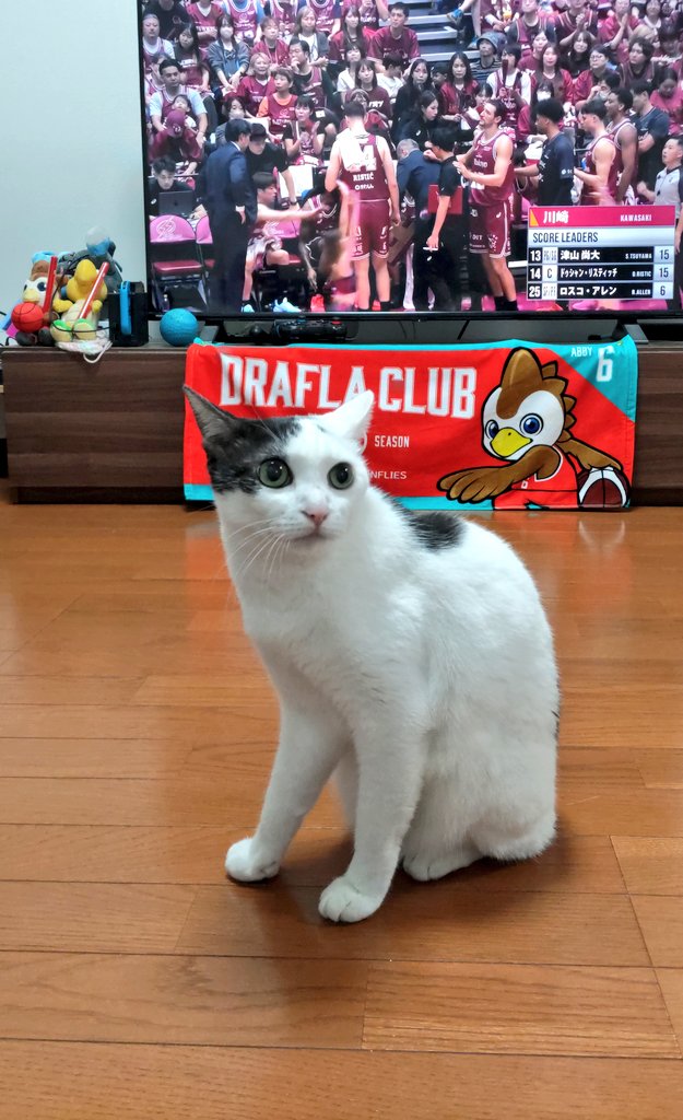 catlife0601's tweet photo. すごいやん、開幕２連勝なんて
#ドラフラ勝ちじゃけぇ　#ドラゴンフライズ https://t.co/O8OmoMihM6