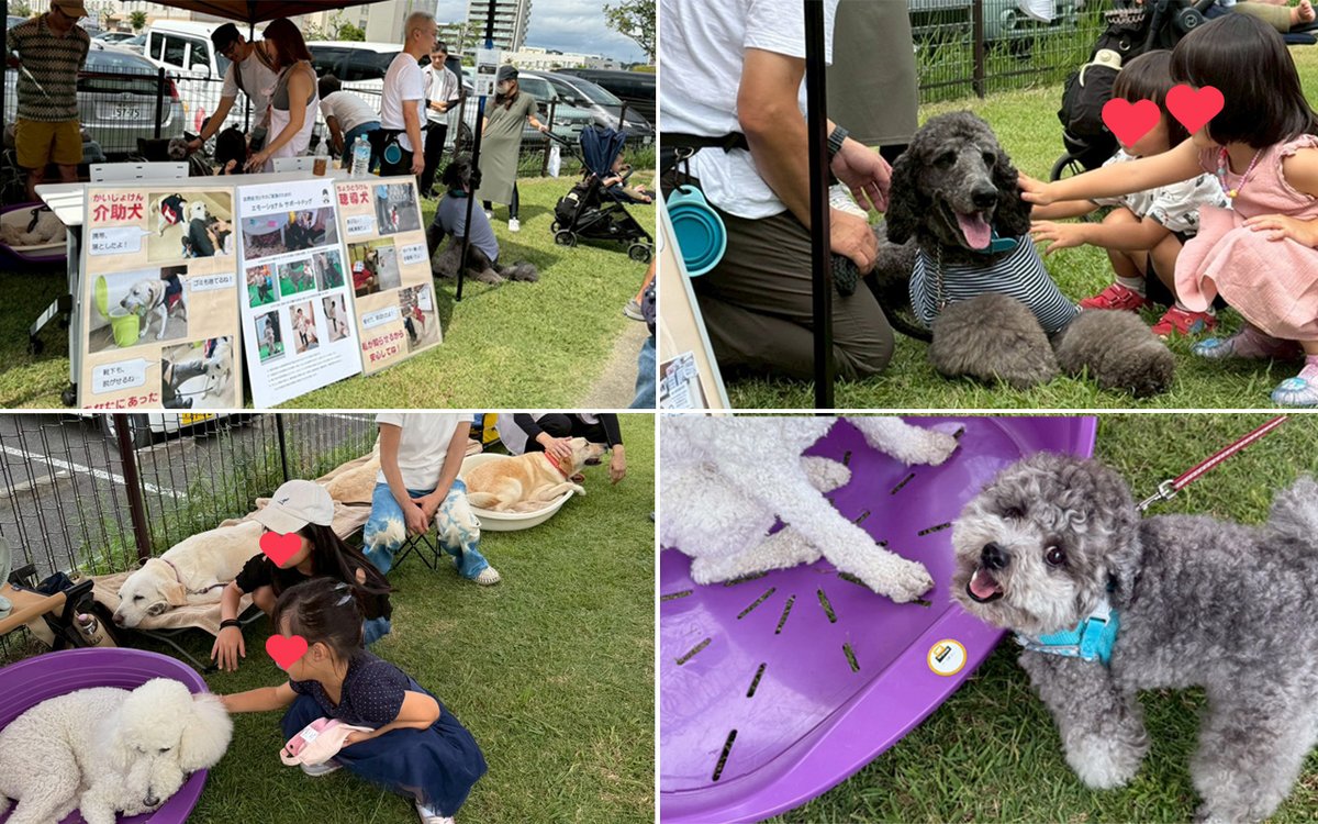 WPS_serviceDOG's tweet photo. 9/28（日）に開催された「藤沢市民まつり」では、藤沢中央ライオンズクラブ様とともに募金活動および犬とのふれあい活動を行いました。 
また、「湘南辻堂四季まつり2025秋」では、湘南藤沢徳洲会病院様とともに犬とのふれあい活動を実施しました。 https://t.co/E5AKhC3q2t
