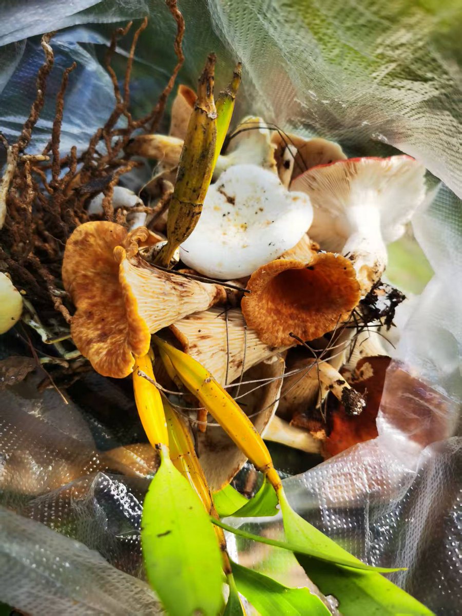piin818294's tweet image. 经过一个小时在深山里穿梭，寻得这大自然的馈赠，晚上可以美美哒吃鸡了

#PIJS #PIFI #F1Protocol #PIJSChain @XLayerOfficial
@AstarNetwork

@F1_Protocol @PIJSwap_Labs @PiCoreTeam @PiFi1719 @youlong2029 @abnerstindi @WoodyLightyearx @yuinganan @CoreNews_2