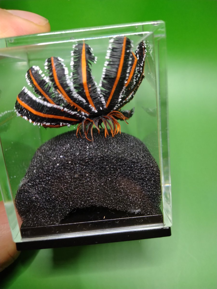 ニッポンウミシダ完成です。
本体は、だいぶ前に出来ていたんですが、どんな風にケースに入れるのがいいか、ってところで迷ってました。
これなら、それっぽいかな？