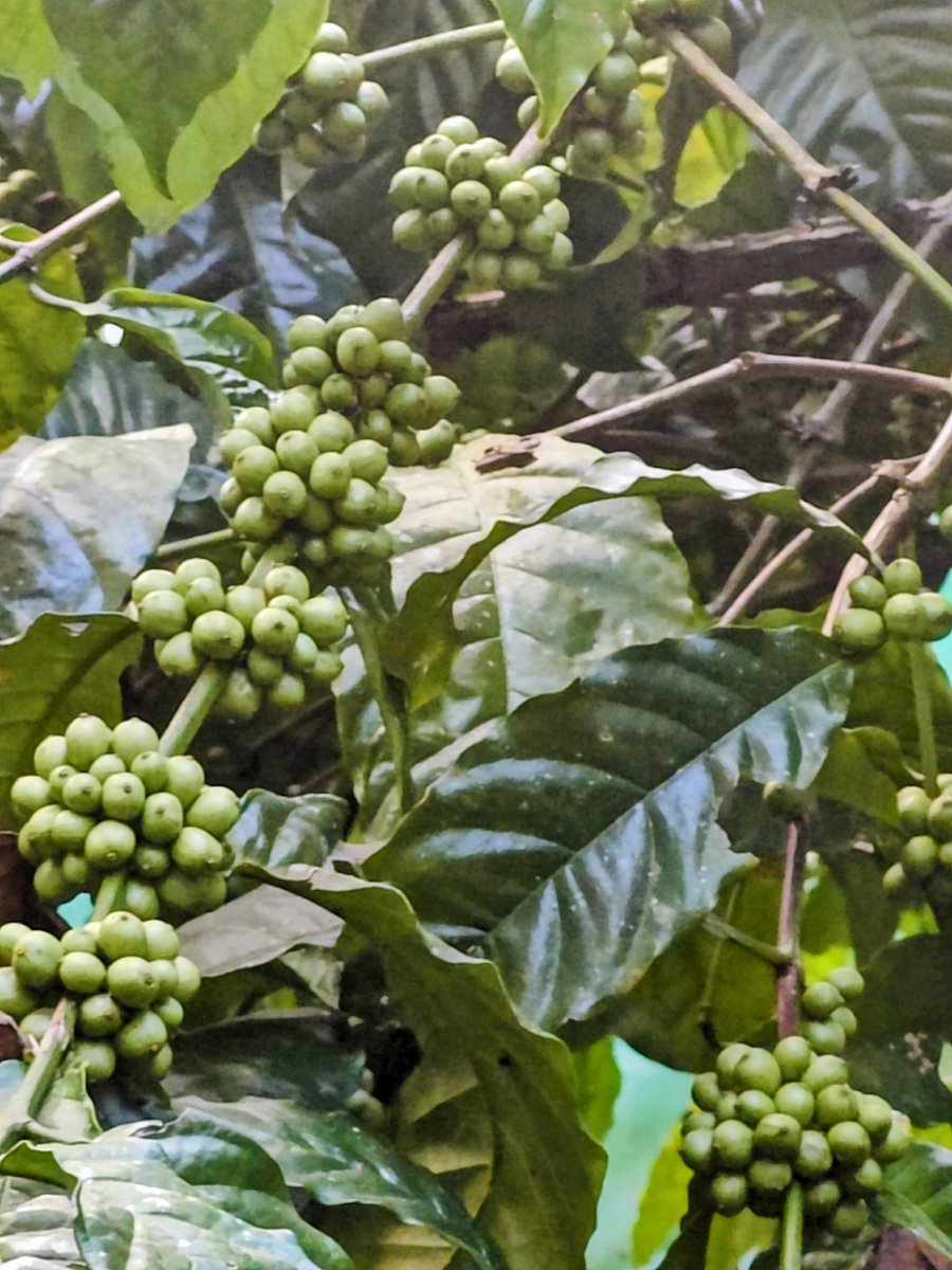 SoloWandergram's tweet image. Walk around a Coffee Plantation.
#coffeebeans