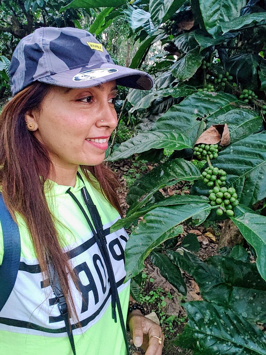 SoloWandergram's tweet image. Walk around a Coffee Plantation.
#coffeebeans