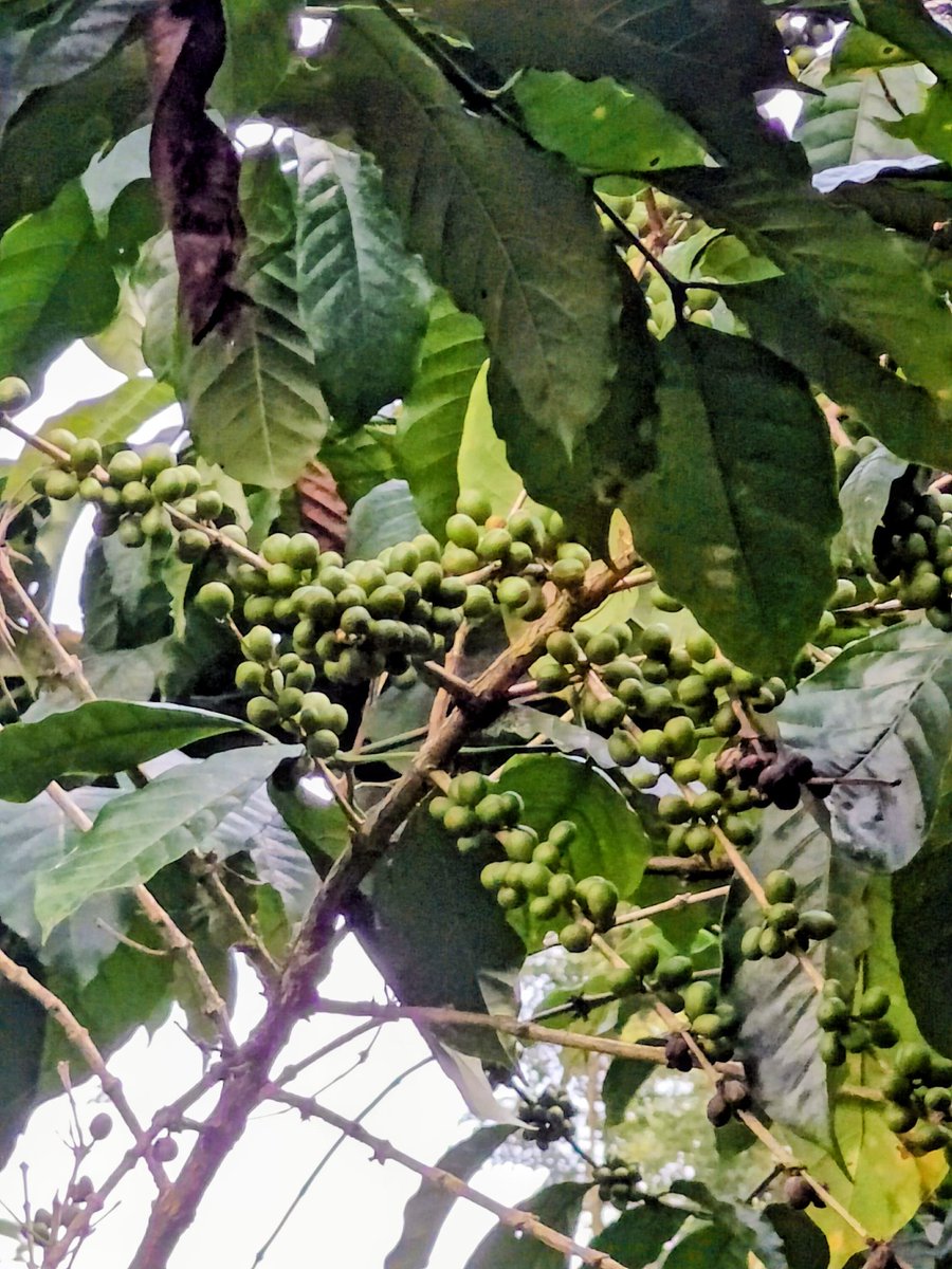 SoloWandergram's tweet image. Walk around a Coffee Plantation.
#coffeebeans