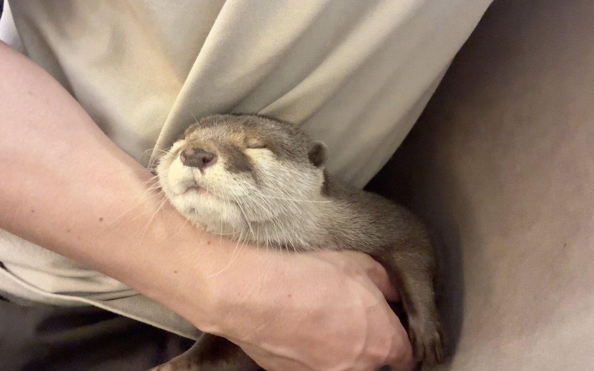 カワウソさくら on X