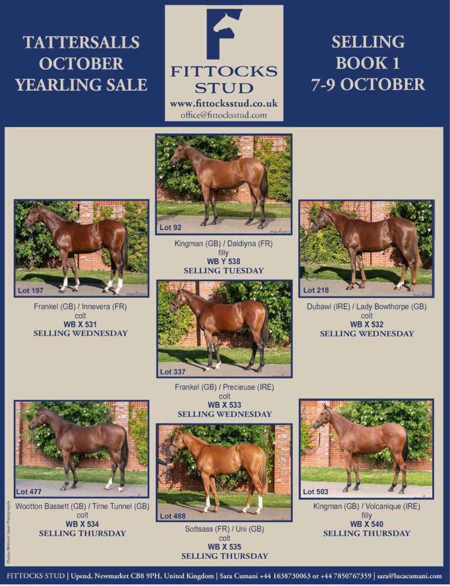 Visit <a href="/fittocksstud/">fittocksstud</a> in Wall Box X and Y for their draft of Tattersalls Book 1 yearlings