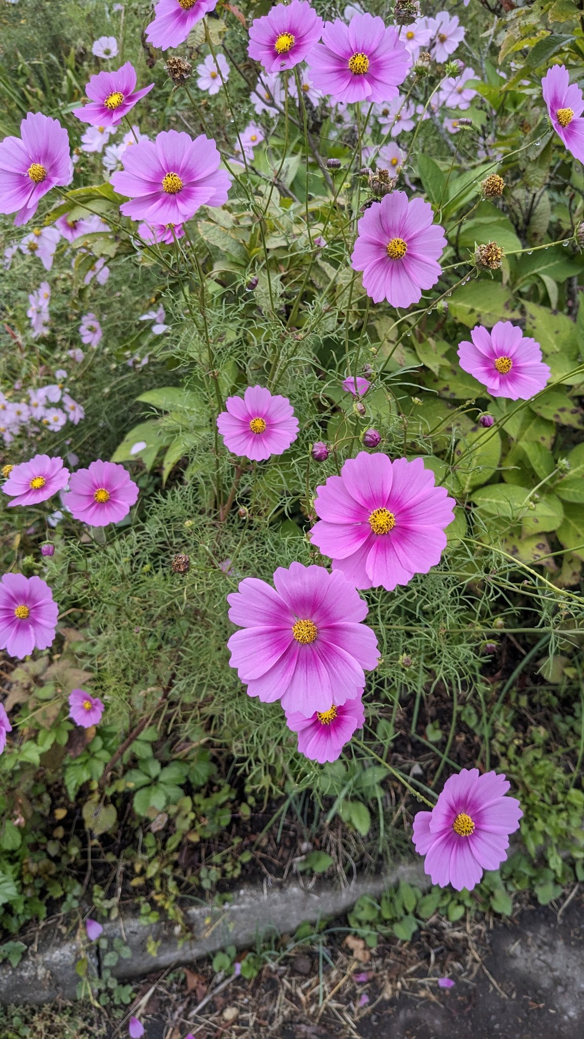 のこのこ。紫陽花リクエスト７点 corsa（コルサ）とどこまでも 10.5弘前 10.18柴又 11.15-16太秦