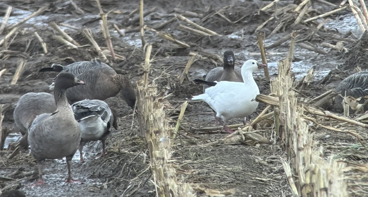 DarbyBug's tweet image. Ad Ross’s Goose in mixed goose flock, mainly Pinks, in maize field inland of Crossens Inner #Marshside - also 2 Barnacle