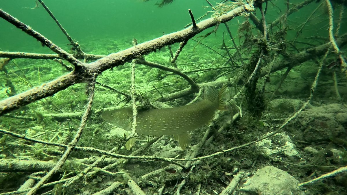 MilHiVisualized's tweet image. My favorite #pike photo (actually &quot;video screenshot&quot;) I took so far.