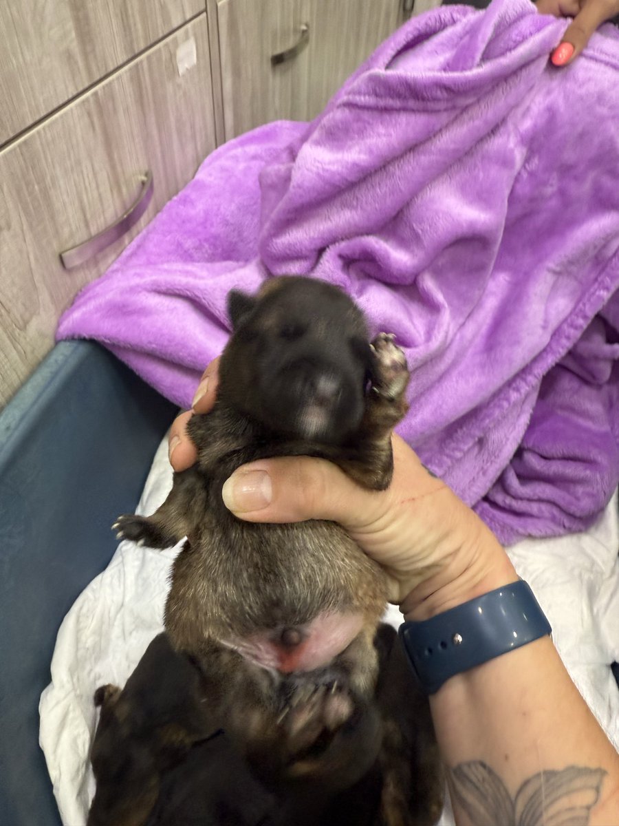 Никто не хочет себе немецкую овчарку?🫣 мама у них умерла и мужик тупо оставил щенков в клинике, их 8 штук и им 5 дней сегодня. Девочки там по очереди их кормят и возят домой на ночь с первого же жизни