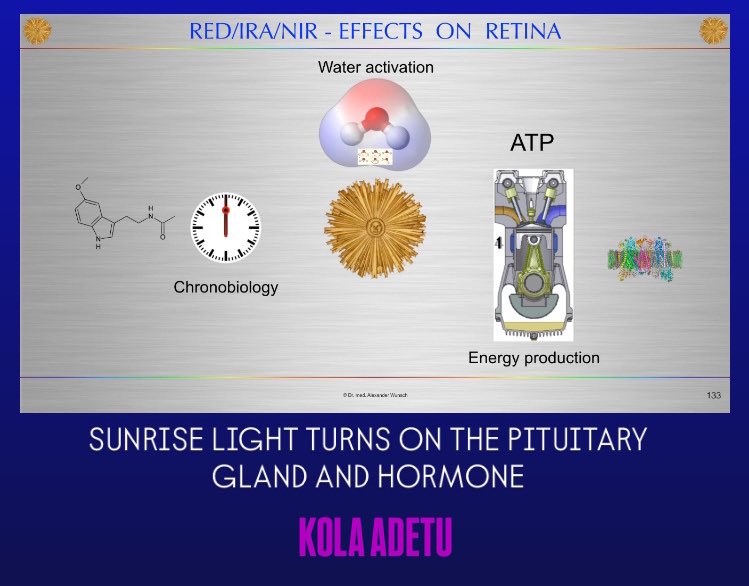 MitohormesisAct's tweet photo. Sunrise Light Exposure and Your  Genetic Destiny: Cortisol, A Circadian 🔆 Hormone

Cortisol, the primary glucocorticoid from the adrenal cortex, follows a circadian rhythm with a natural morning peak (cortisol awakening response, CAR) that boosts energy, metabolism, and immune function.

Sunrise light triggers a >50% immediate elevation in cortisol via SCN-mediated activation of the hypothalamic-pituitary-adrenal (HPA) axis. This involves glutamate release in the SCN, which projects to the paraventricular nucleus (PVN), stimulating corticotropin-releasing hormone (CRH) and adrenocorticotropic hormone (ACTH) release.

Research from constant routine protocols (e.g., 36-hour wakefulness studies) confirms that transitioning from dim (~3 lux) to bright light (~10,000 lux) in the early morning amplifies the CAR, countering sleep deprivation-induced fatigue without affecting thyroid-stimulating hormone (TSH).

This cortisol spike enhances focus and mood via increased dopamine and serotonin signaling but can be blunted by chronic stress or evening blue light exposure, leading to flattened rhythms and disorders like insomnia. Benefits peak with consistent exposure (e.g., 2 weeks minimum) for circadian entrainment.

Broader Circadian and Health Benefits:
Sleep Optimization: By advancing the dim light melatonin onset (DLMO), morning light increases total sleep time by 30–60 minutes and reduces sleep latency [when you fall asleep]. Meta-analyses of light therapy in insomnia show 15–30% improvements in sleep quality scores.

Metabolic and Mood Effects: 
Regulates appetite via SCN-leptin interactions and boosts serotonin (a melatonin precursor), reducing depression risk (e.g., seasonal affective disorder treatment).

 Immune and Cognitive Support
Morning cortisol aids immune priming, while light exposure enhances alertness and decision-making.
