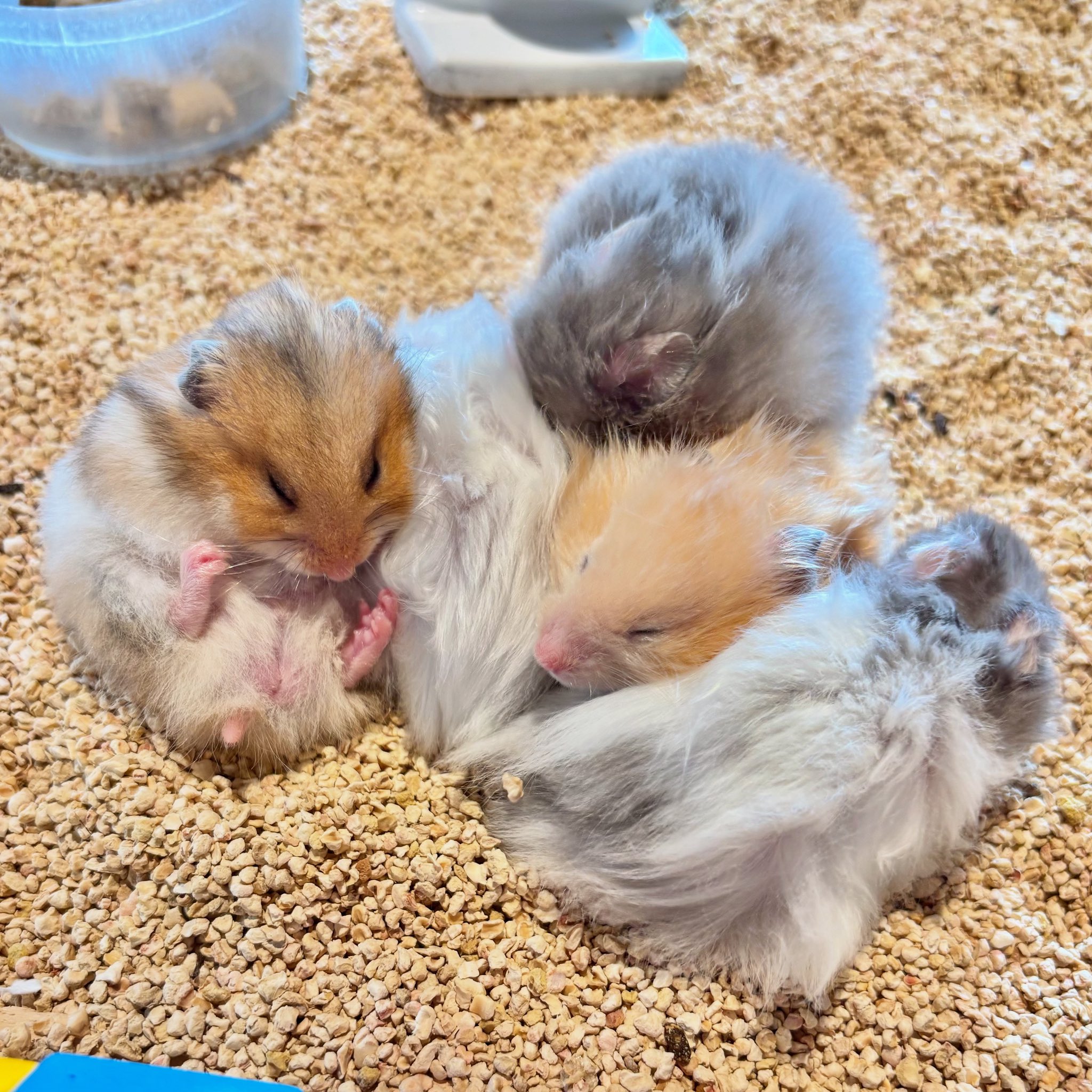 ハムスターさん専用　参考写真 51sivBk+DhL._UF350,350_QL50_.jpg