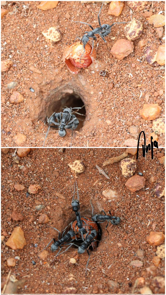 AnjaBSch's tweet image. Fascinating to see how #ants work together to get a #Moretlwa seed into their nest. 
#photography #nature #outdoors #garden