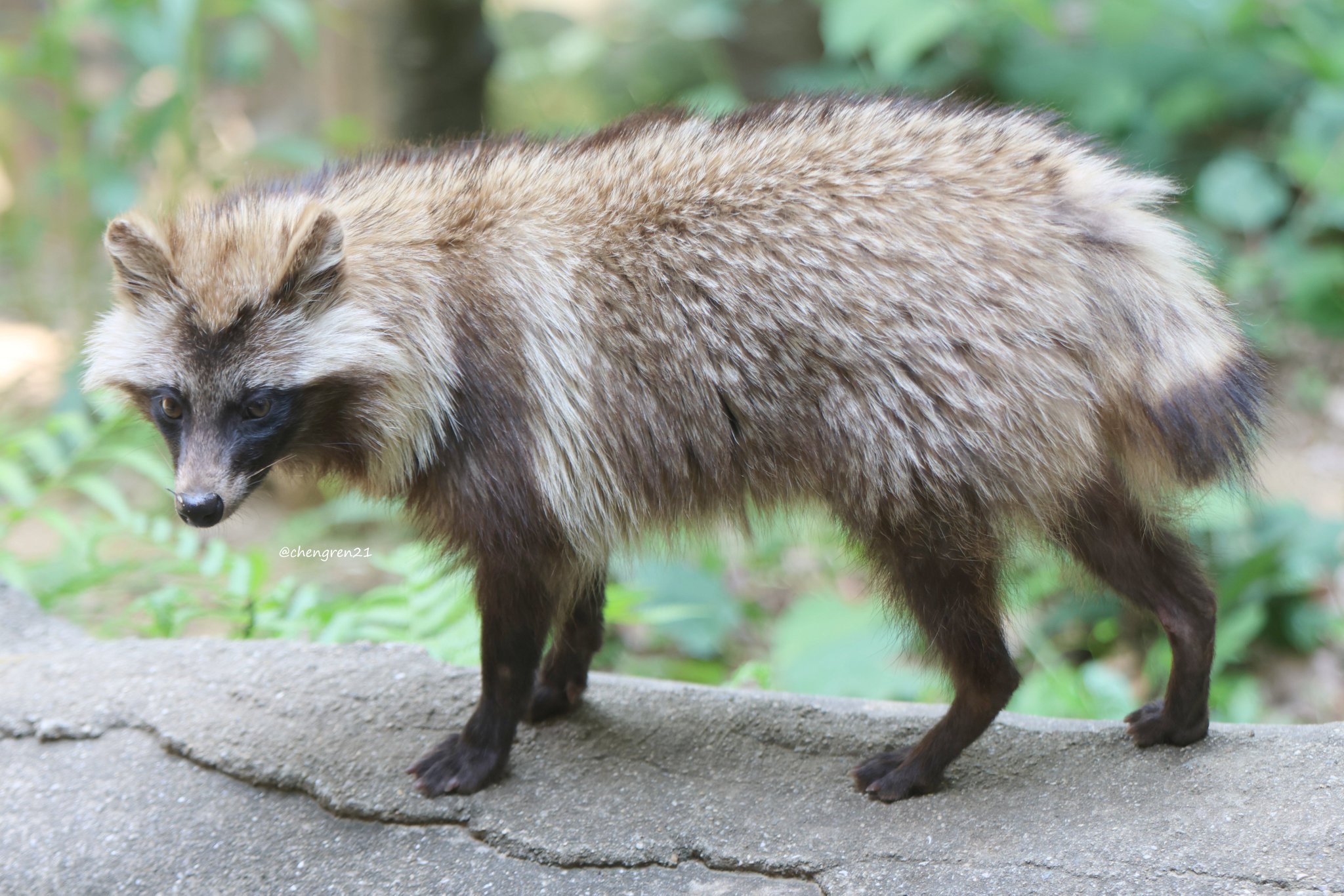 たぬき Cheng-Ren🦊🐺 on X: 