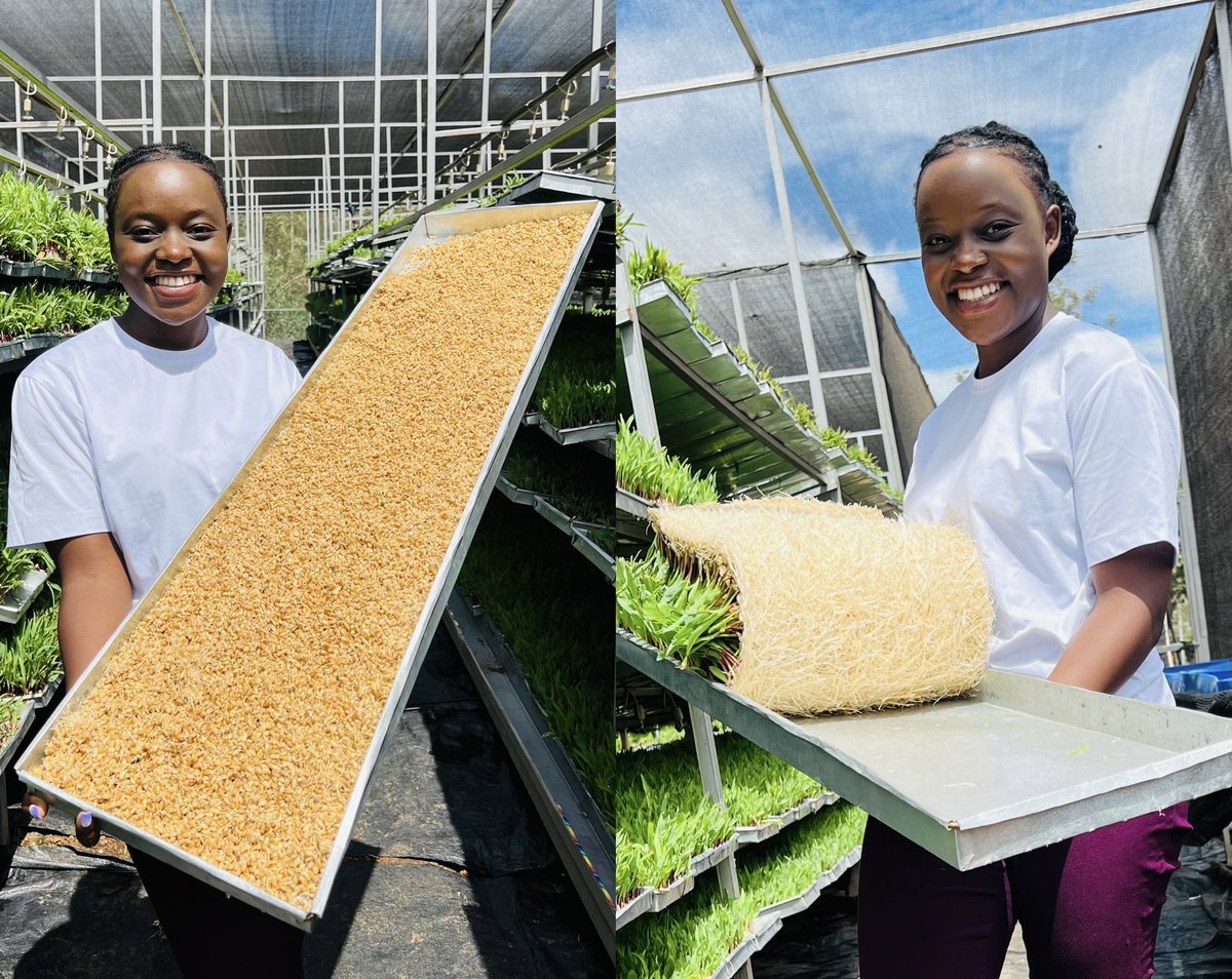 JoelOptimist1's tweet photo. Did you know?
Just 2 kg of wheat seeds can grow 12 kg of fresh fodder in 7 days, and 2 kg of maize seeds can do the same in 8 days!
#HydroponicFodder is a sustainable, fast, and efficient feed solution.
What are your insights?
Share your thoughts and experiences below! https://t.co/pw746zHZAg