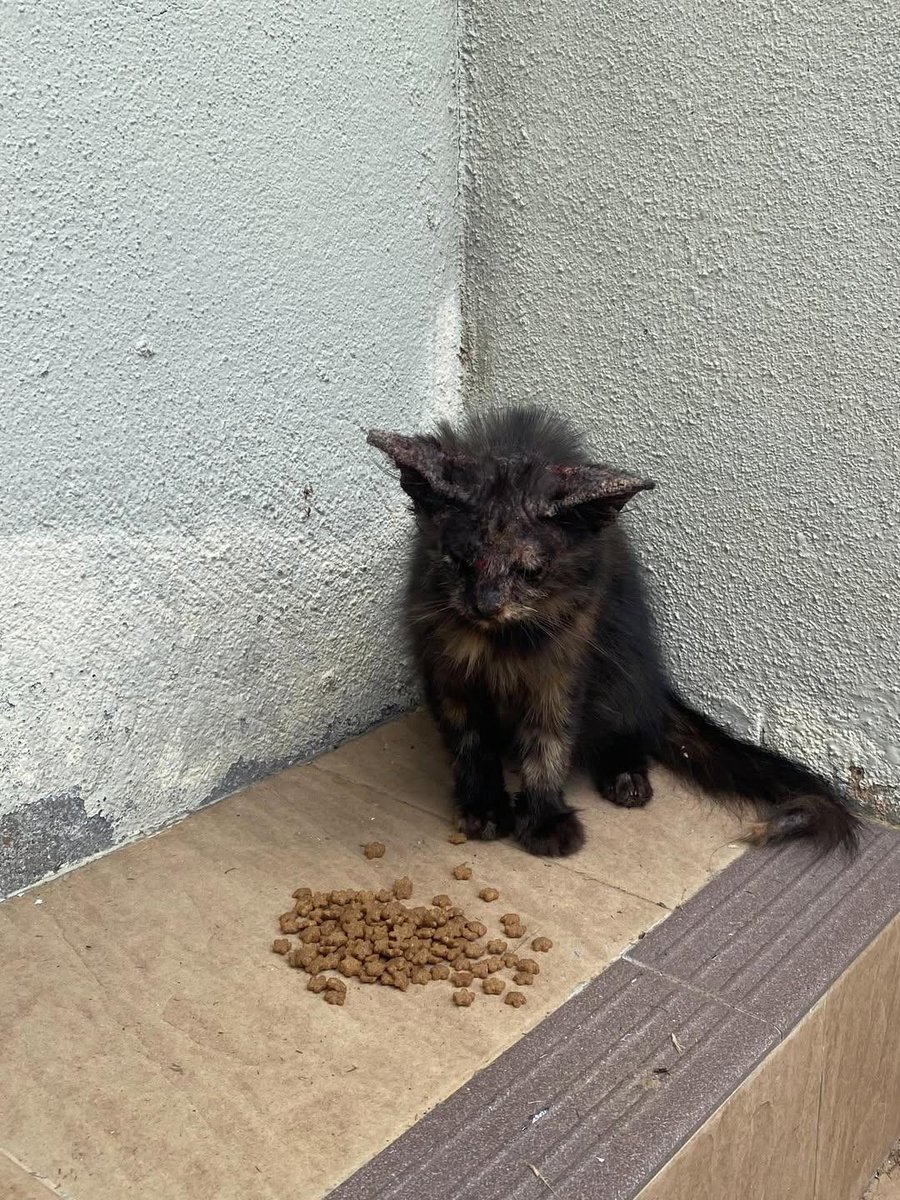 cats_rehome's tweet photo. 📌Tasik Reban Lenggong, Perak.. 

ada sesiapa baik hati dan sudi bela dan jaga dia dengan baik? kitaorang kesian sebab nampak dia seekor je kucing kecik kat sini 😢💕 kalau ada boleh datang ambik dekat Tasik Reban Lenggong dekat area Dorm.. Kami tak dapat nak bawak balik sebab kereta full barang2 camping dan kerja 😭

https://t.co/OV3zgantoy