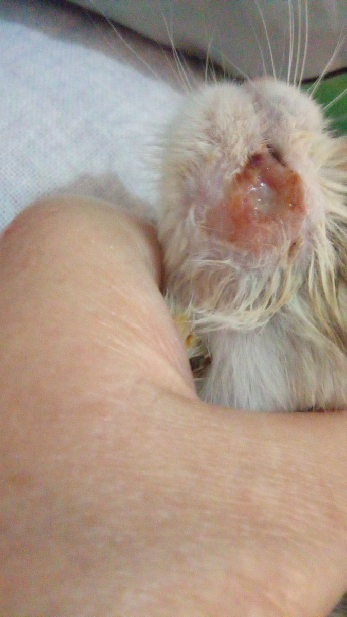 Gente, comparto esto que me hace llegar la voluntaria con la que colaboro para llevar a la protectora los gatos que me encuentro en mi curro. Rt por favor..
---------------------
Concepto Dakota 
Bizum 676206824
Enviaré info a las personas que donen.
En breve necesitará adopción.