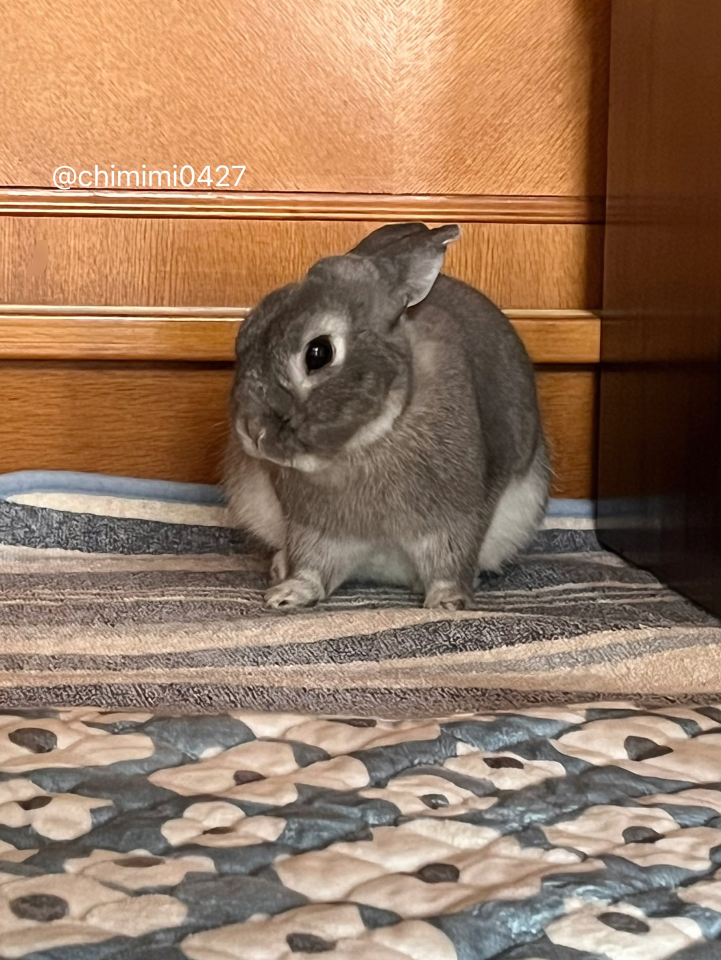 うさぎのちみ🐰🥬 on X: 