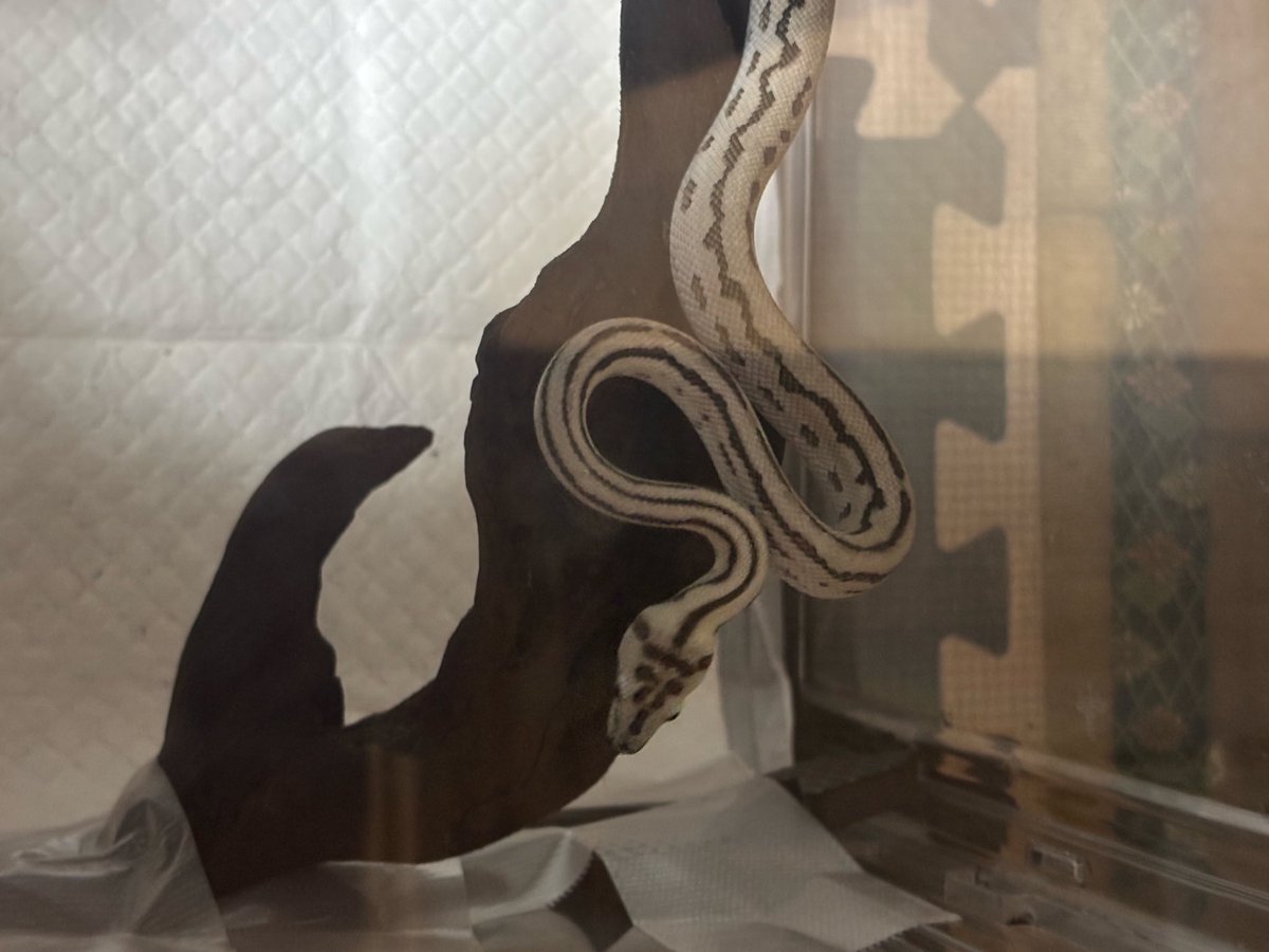 To721hathu's tweet image. お迎え報告①
念願であり、初のカーペットパイソン！……知り合いにずっと カーペットパイソンはいいぞと言われてたので🤣
しかもかなり良い表現のキャラメルアザンタイガージャガーhetグラナイト！@tnpythons さんありがとうございます！またよろしくお願いします！
#カーペットパイソン