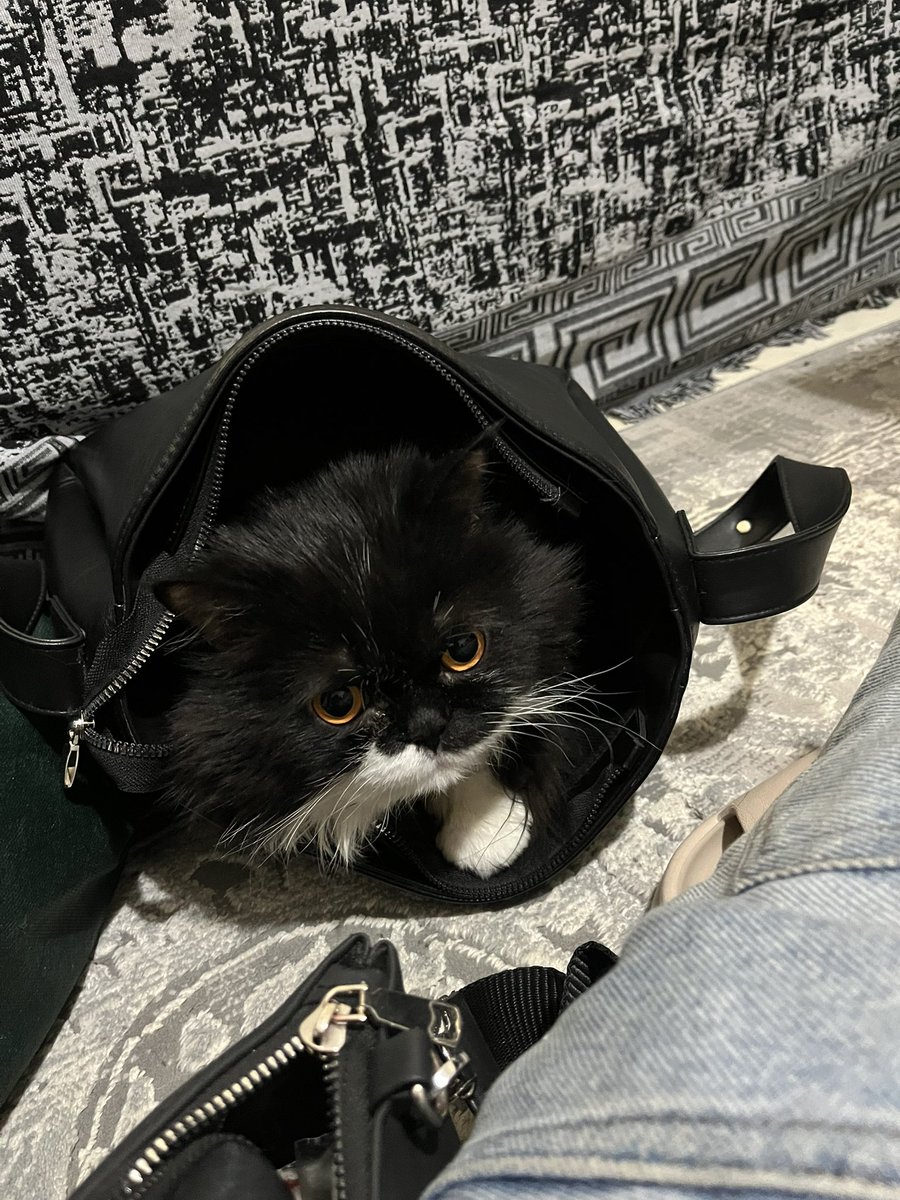 آریاناز پیشنت 🤞🏼 tweet media