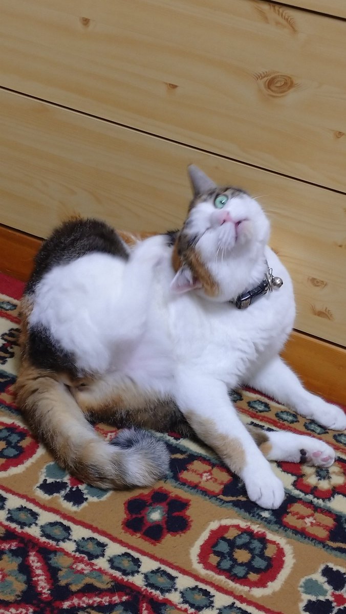 NCScript's tweet image. 友人宅の猫ちゃんです。