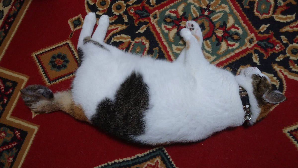 NCScript's tweet image. 友人宅の猫ちゃんです。