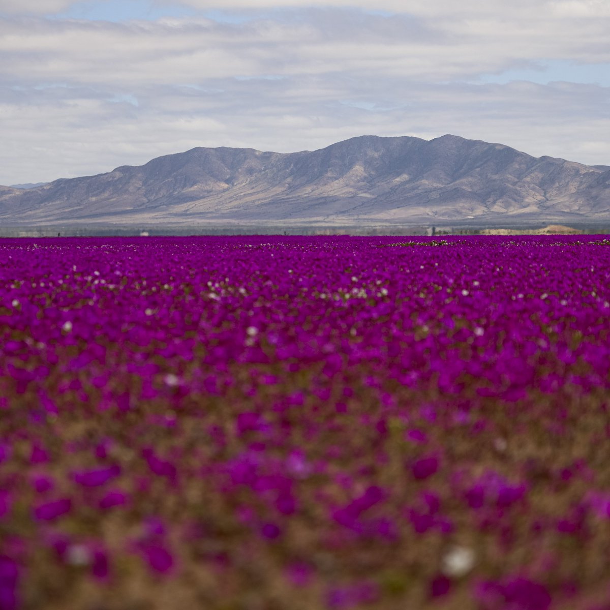 bosunatiklama's tweet photo. Dünyanın en kurak çölü Atacama'da, olağandışı yağışlar sonrasında çiçekler açtı. https://t.co/CHkkmvu5IL