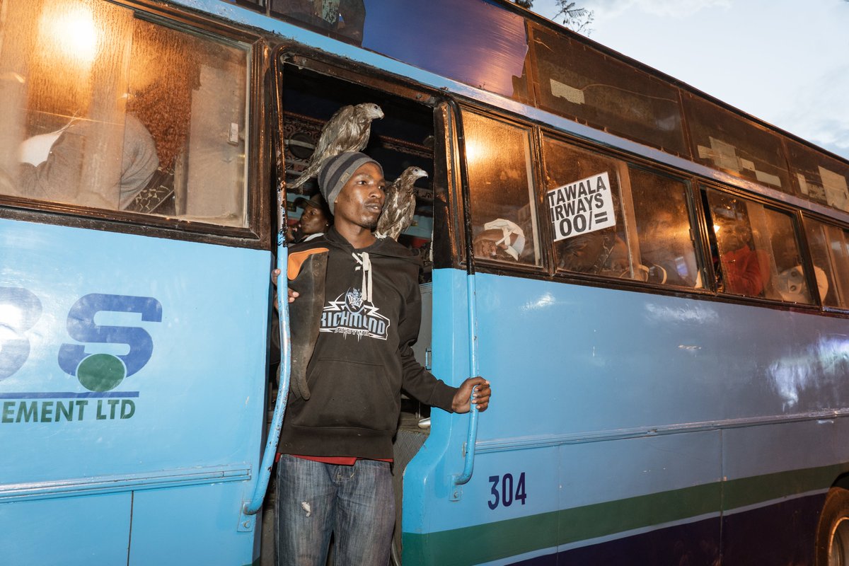 AJEnglish's tweet photo. 'Nairobi’s Birdman'

Rodgers Oloo Magutha, who rescues raptors on the streets of Kenya’s capital, has big dreams of one day opening a bird shelter https://t.co/UERPITLhxi https://t.co/MLiDVCiXC0