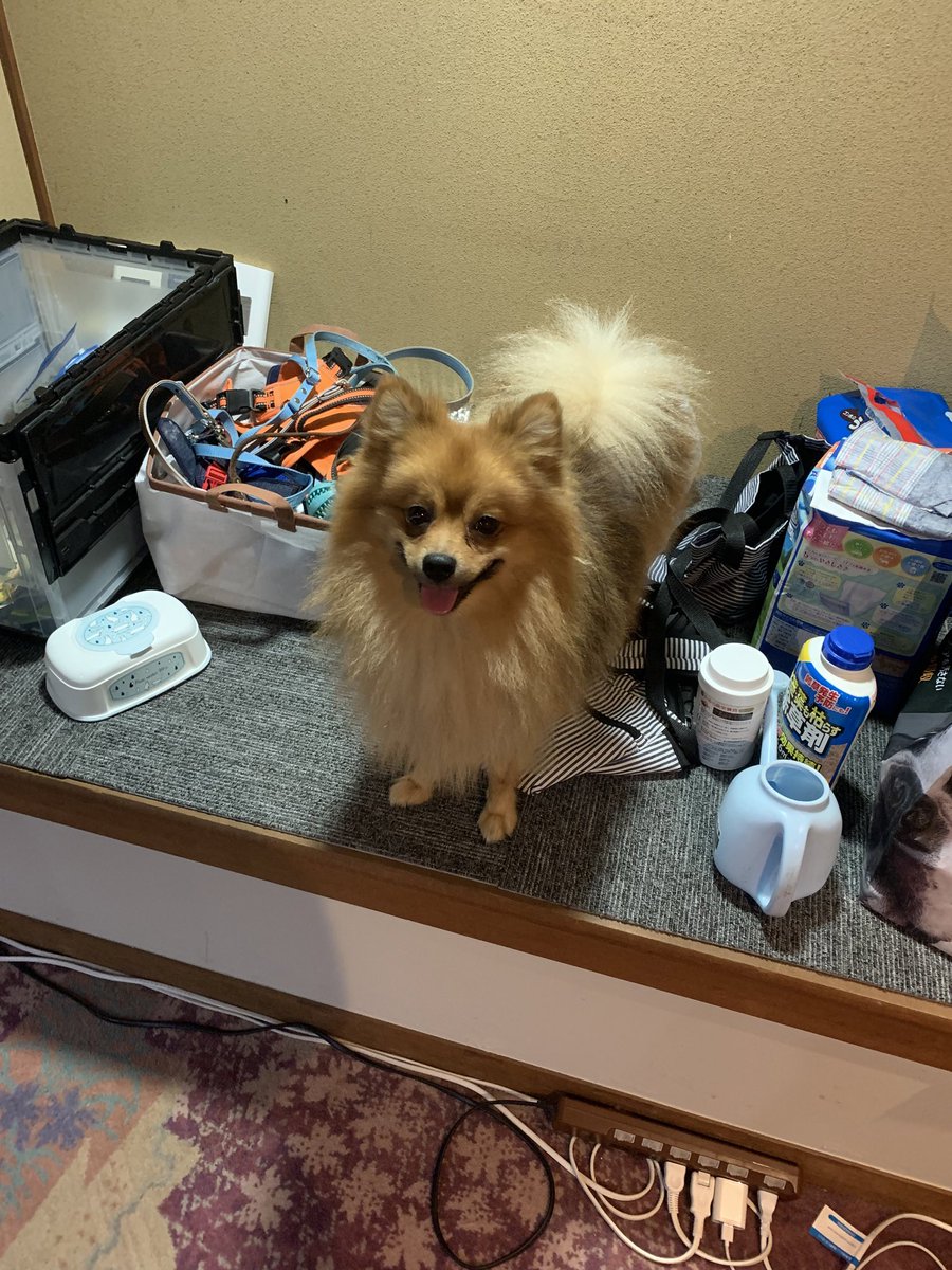 本日もご来店ありがとうございました
お客様不在の為1時間早く閉店します🐕
こちらは餌などを置いている台の上に乗れる事を覚えたニコニコのラッキーです✨
反省する様子もございません😭
#IBSG