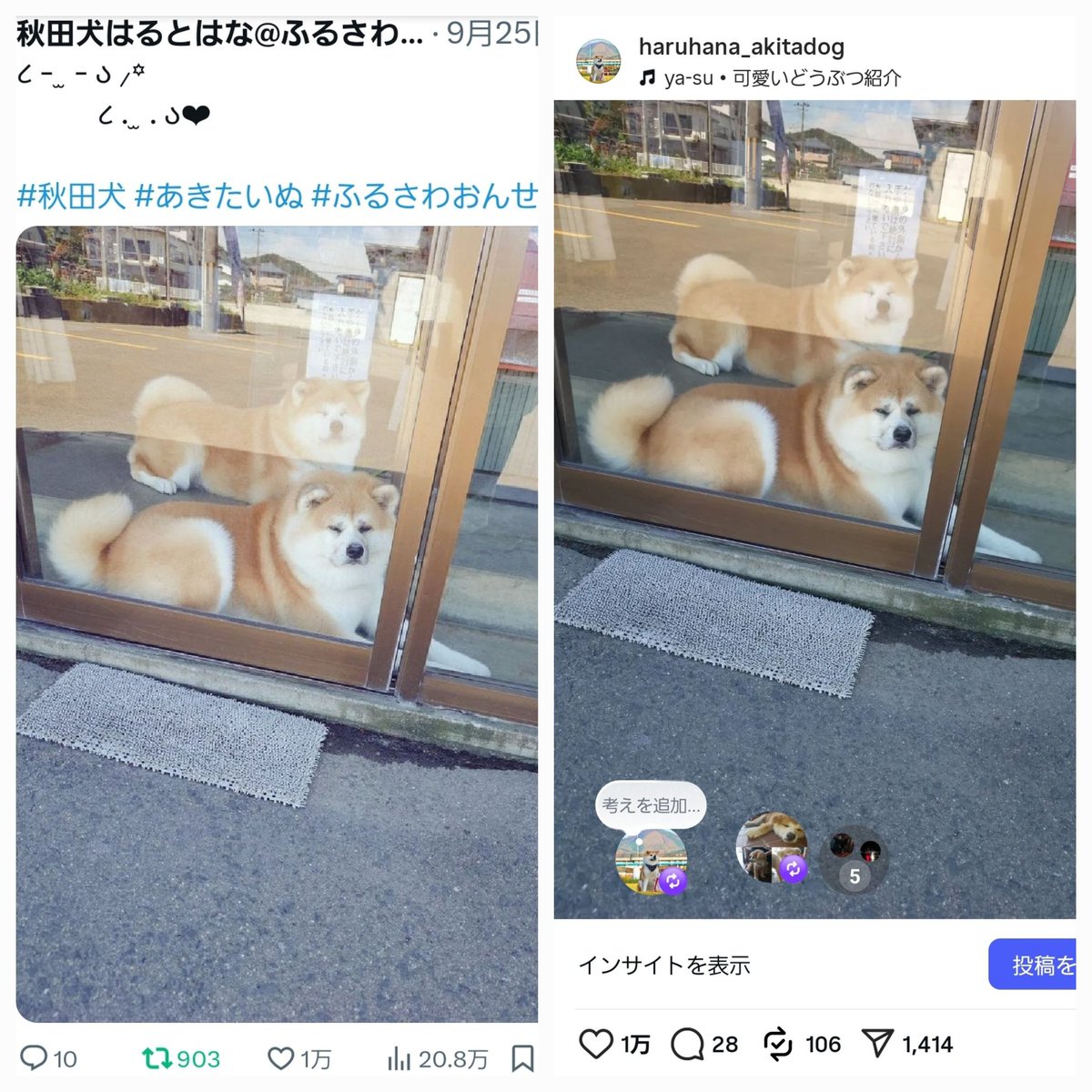 furusawaonsen's tweet photo. はるちゃんはなちゃん...

XとInstagram両方で10000いいね

達成〜〜〜‼️‼️‼️🥳👏🎉

飼い主として感無量です😭

あらためまして、本当にありがとうございます✨これからもはるちゃんはなちゃんをよろしくお願いいたします🙏

(後でお祝いだぞ〜〜ﾌｩｰ!!!!!)

#秋田犬 #あきたいぬ #ふるさわおんせん https://t.co/tnhiveNsJx