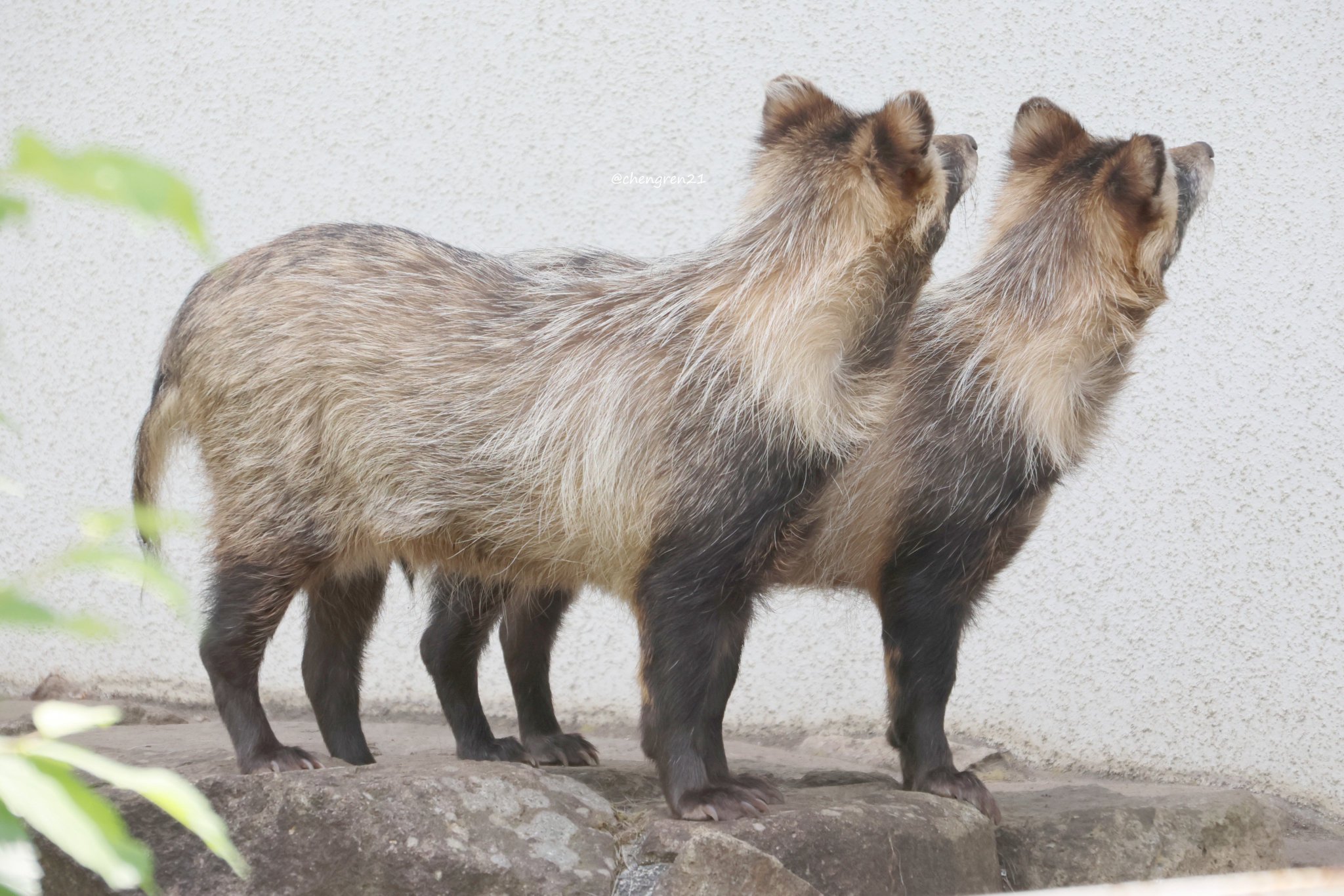 Cheng-Ren🦊🐺 on X: 