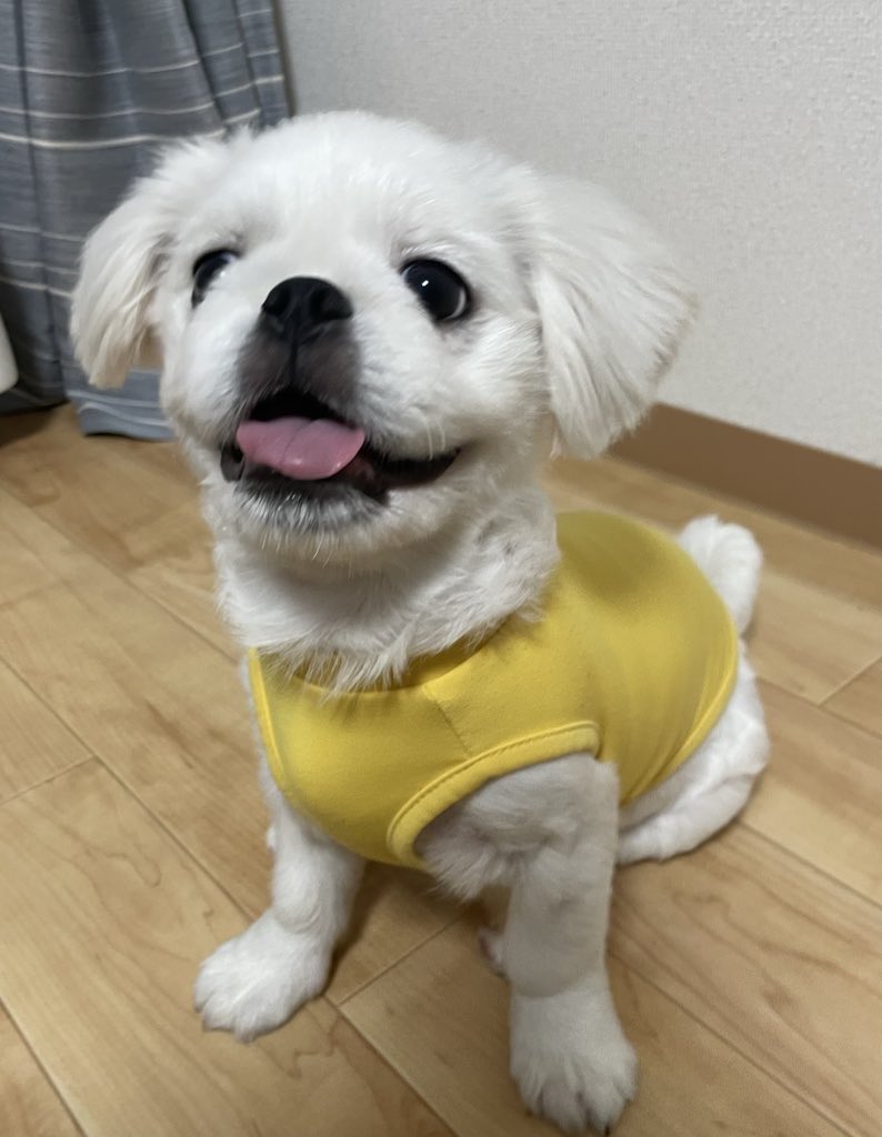 BANPEIYU_dog's tweet image. トリミングデビュー