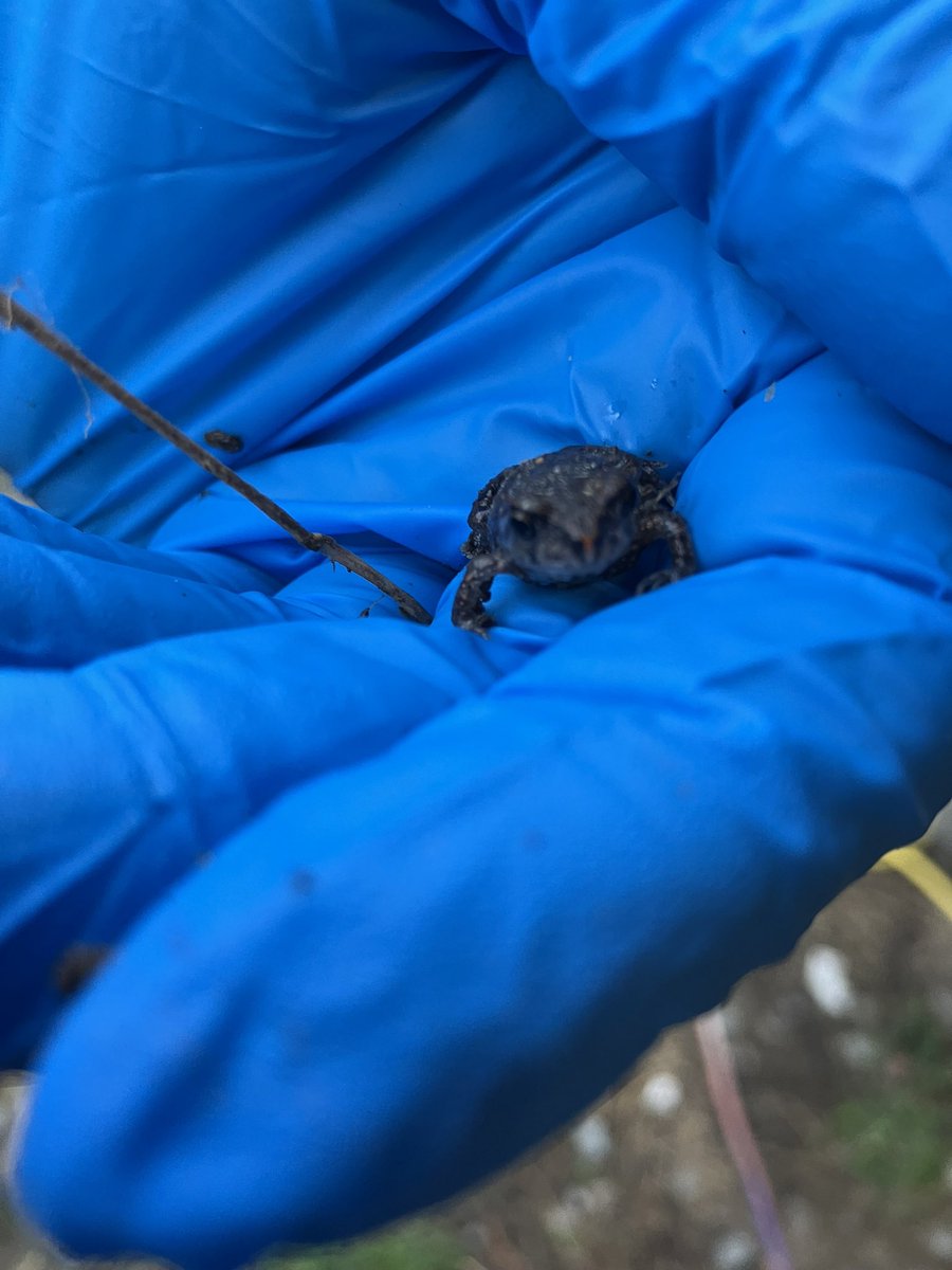 Just a tiny toad. That’s all. Watch where you walk!!! (Gloves are because I just finished milking, running the cows back and there he was!)