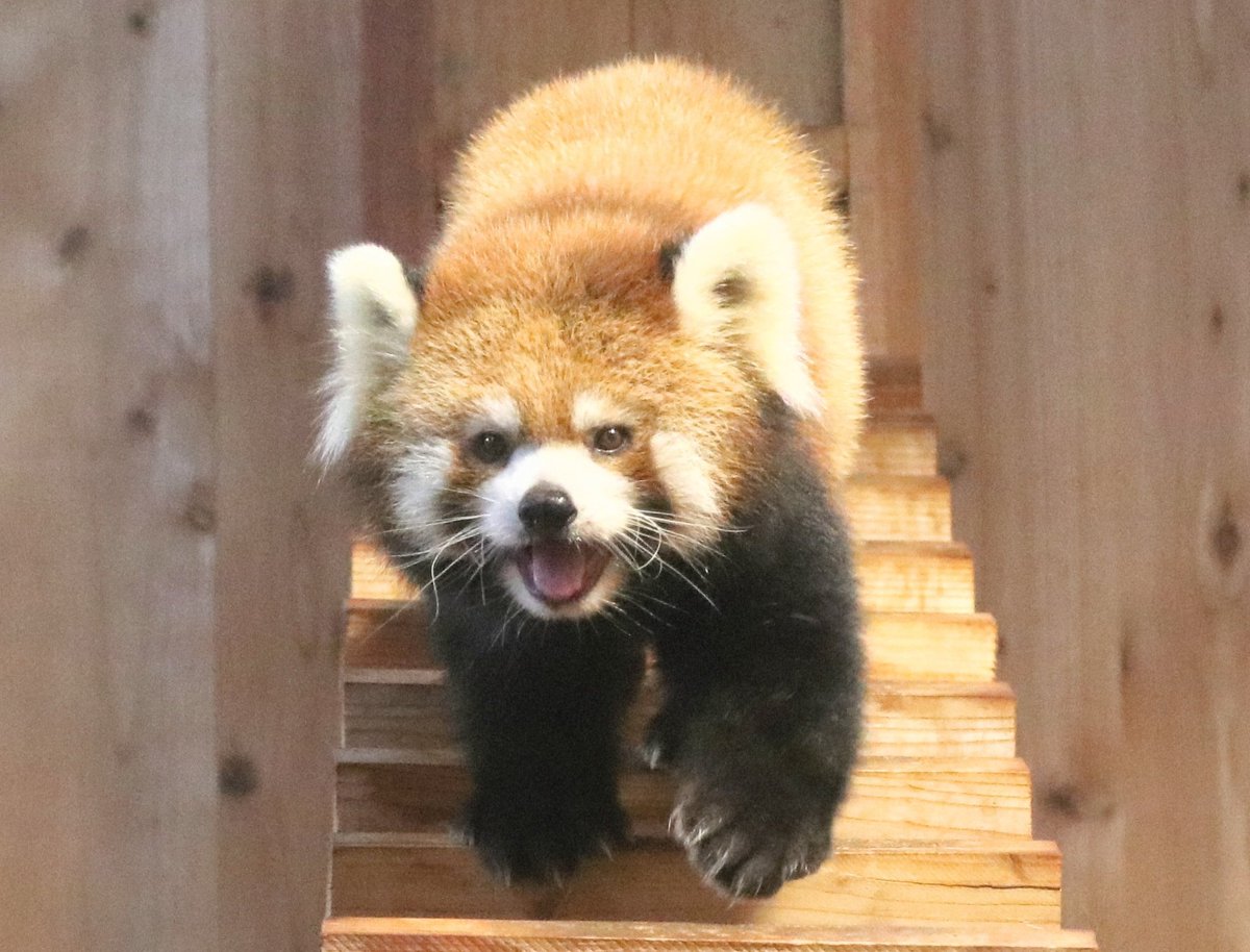 【レッサーパンダ】【2点まとめ】 レッサーパンダ - Search / X