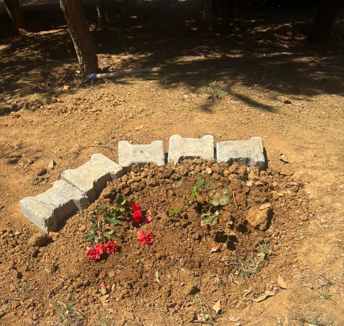 DasciSerpil's tweet image. Cezve için son gün…
Yarın, 6 Ekim 2025 saat 13.00’te, Küçükçekmece 26. Asliye Ceza Mahkemesi’nde Cezve’nin davası görülecek.
Masum bir canın sessiz çığlığı hâlâ kulaklarımızda…
Adalet, sadece insanlar için değil, nefes alan her varlık için var olmalı.

Cezve’nin sesi olalım.