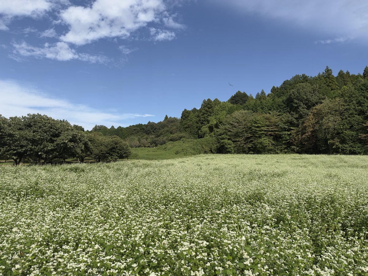 Qusu33's tweet photo. 里山の秋
　雪色の蕎麦花 https://t.co/DYObsu5mKG